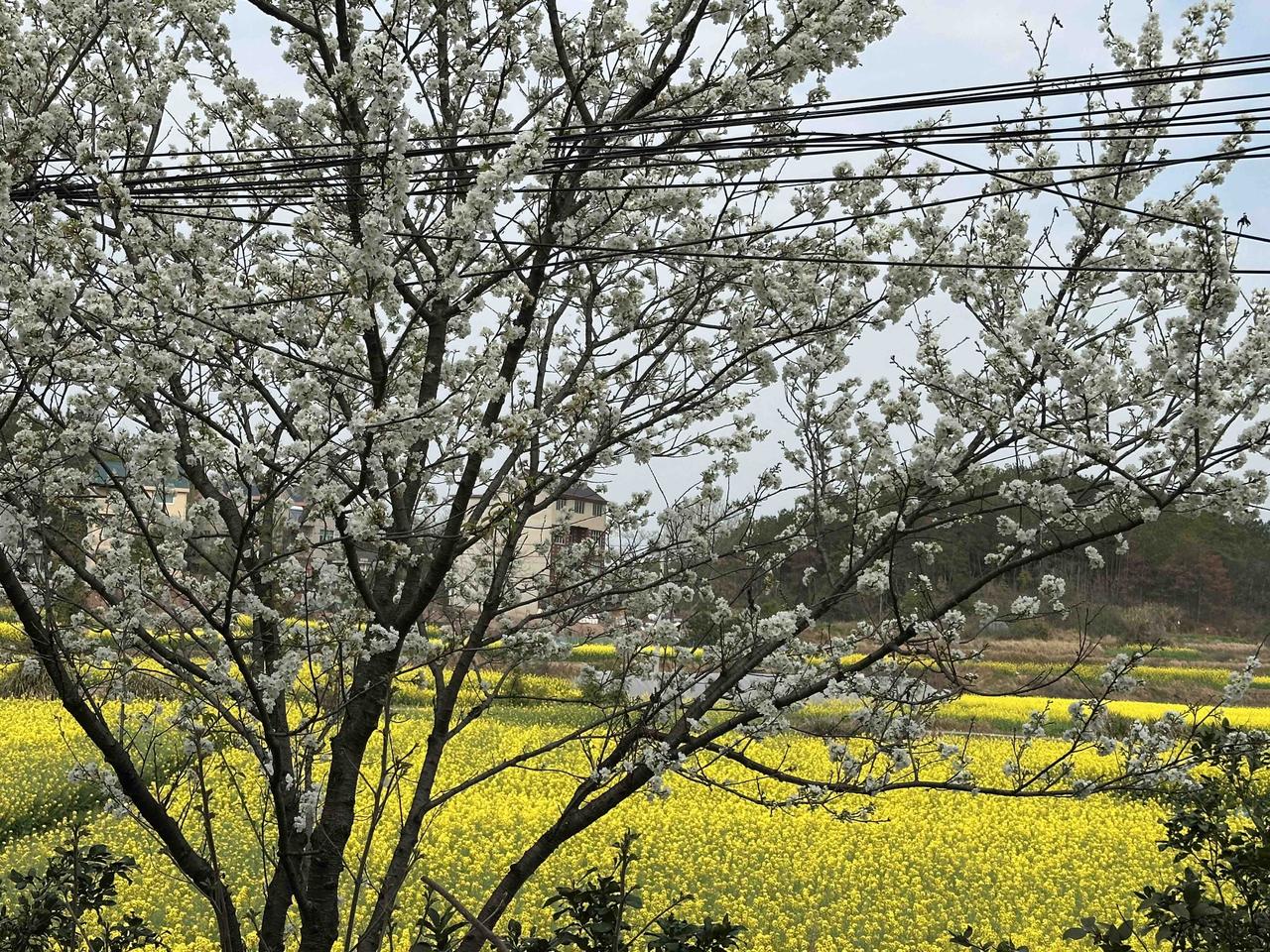 今天是农历二月初一，古称“花朝”，也被誉为“百花生日”。与花朝相关的经典谚语和俗