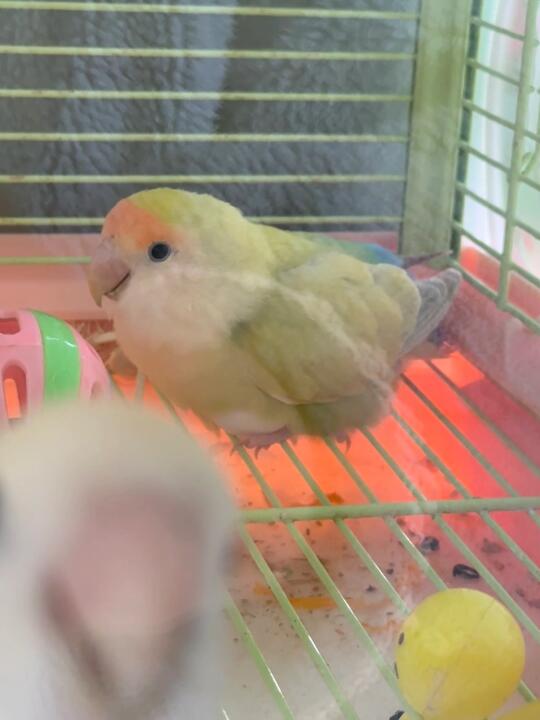 sjb的妈也没闲着🥚又搞事情了