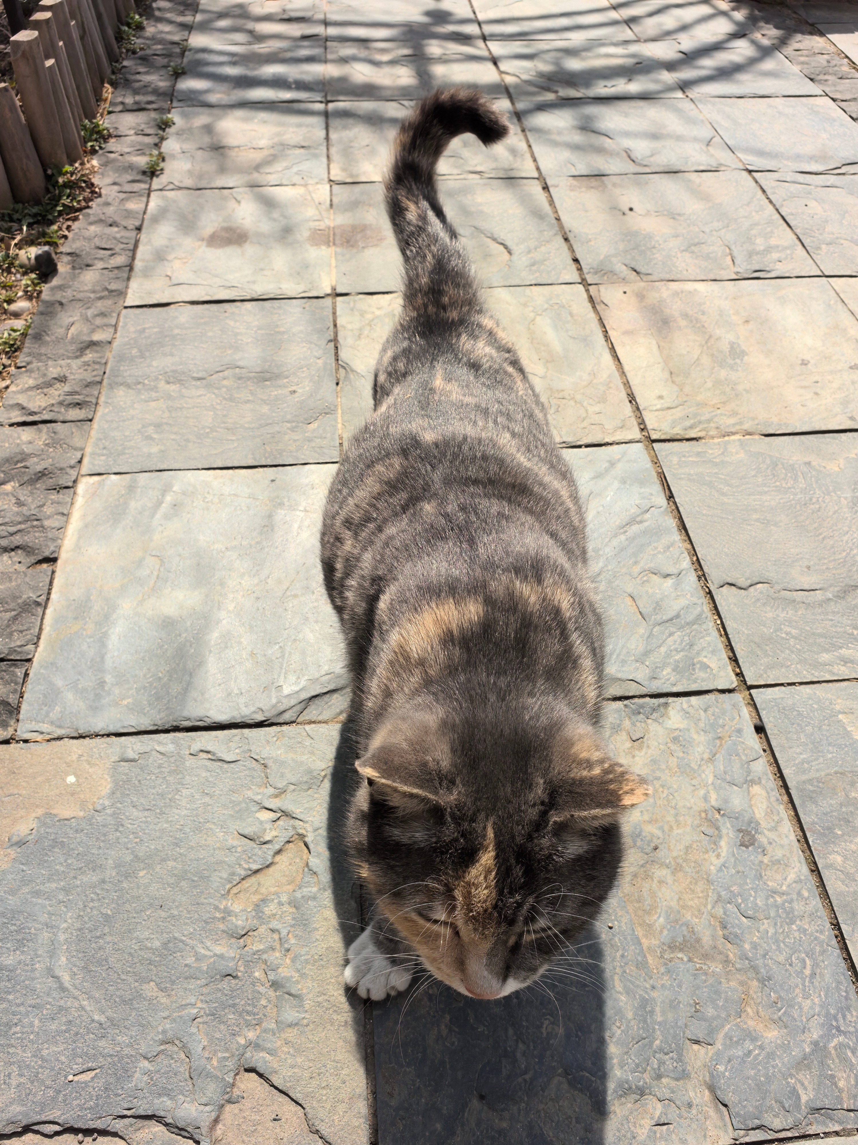 猫妈妈肚子越来越大了…可能快要生了… 