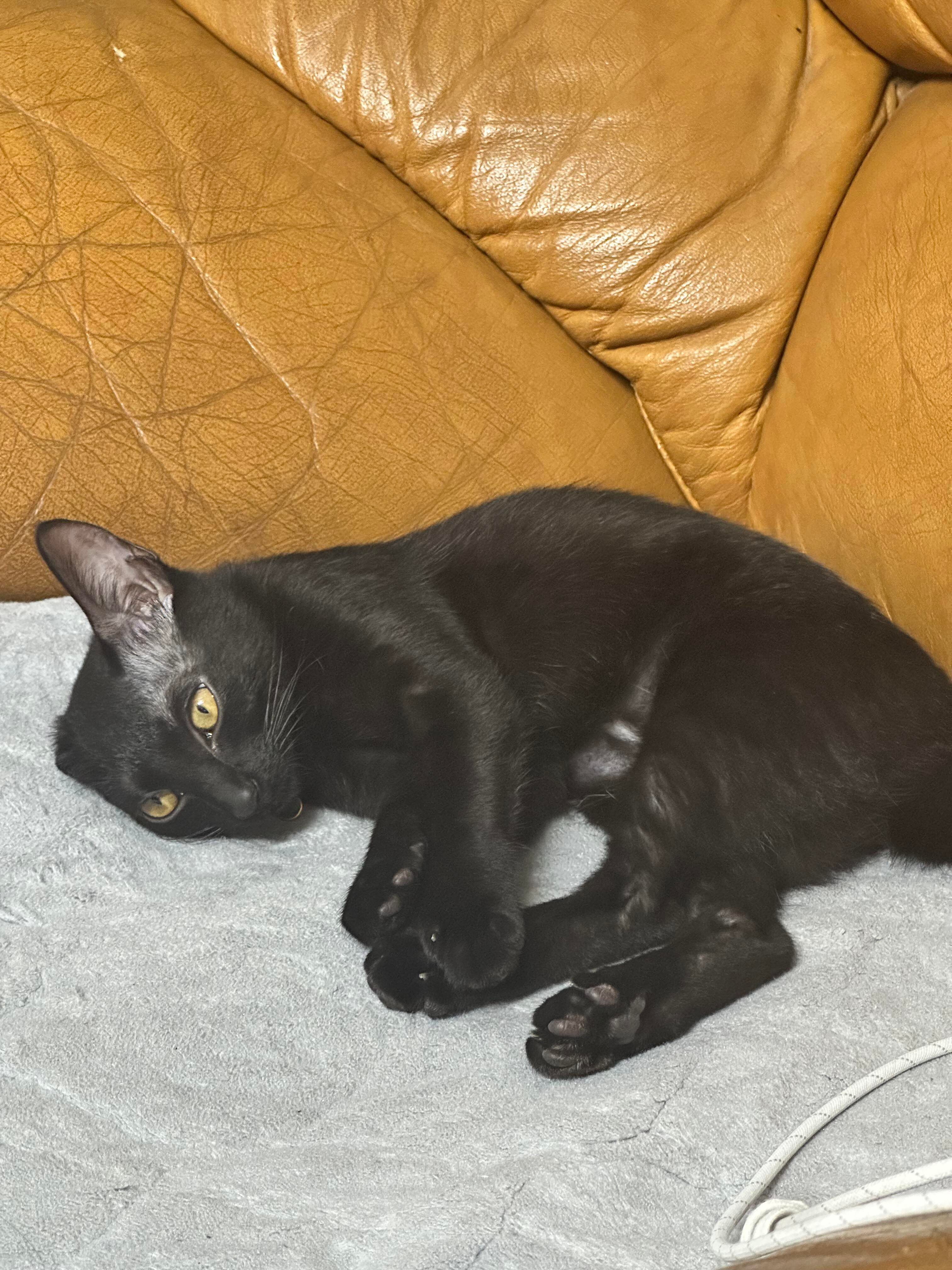 我的耳朵受伤之后我的猫就这样，没招了[泪奔] ​​​