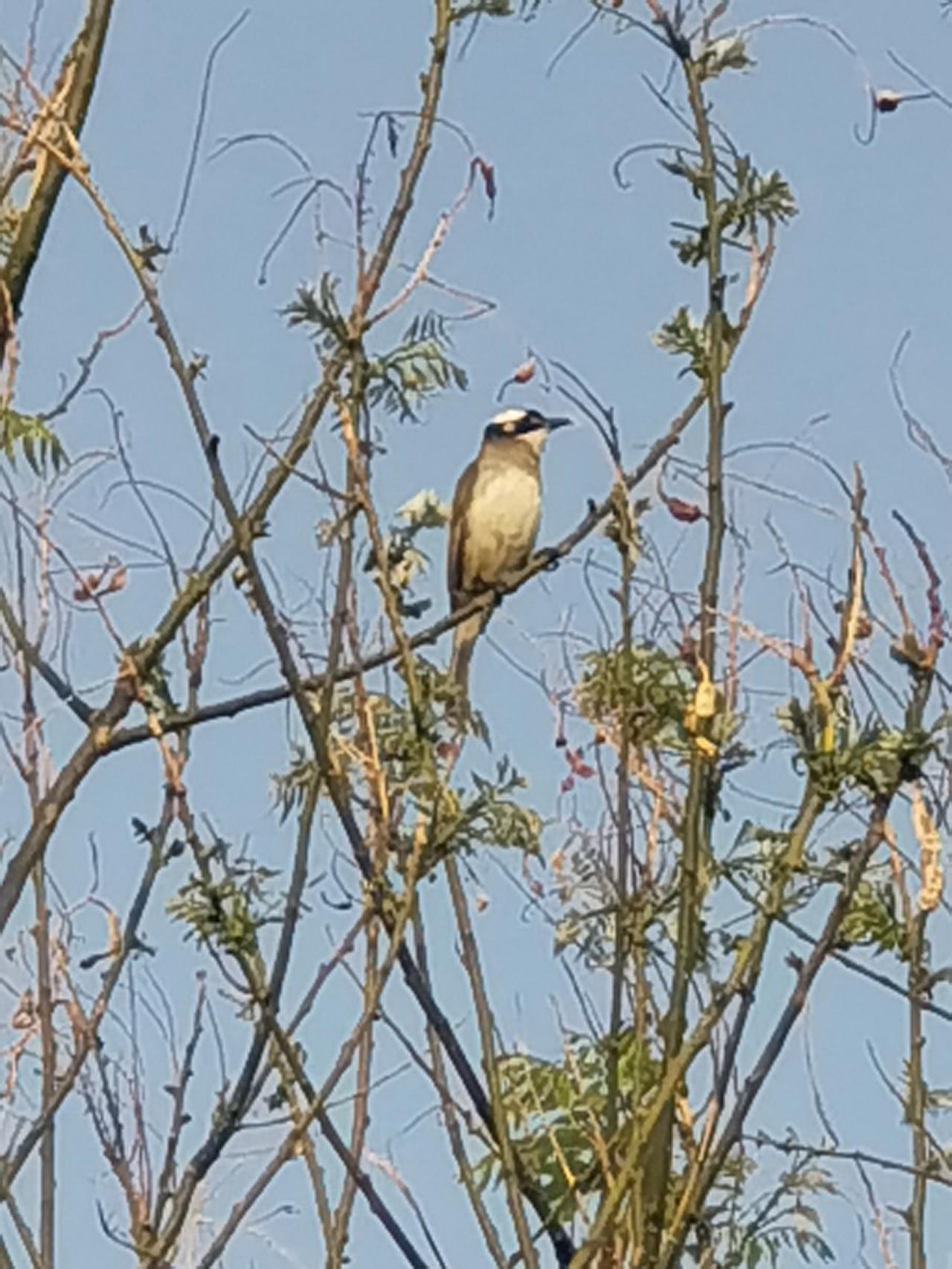 头条朋友们晚上好，这是我刚刚在平谷悦景公园抓拍的小鸟，叫声非常好听，它的头上有白
