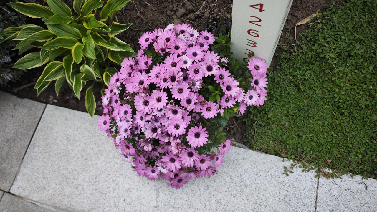 上海周边游挖到一处人少景美的宝地，苏州盛泽圆明禅寺，还在修建中就美得让人挪不开脚