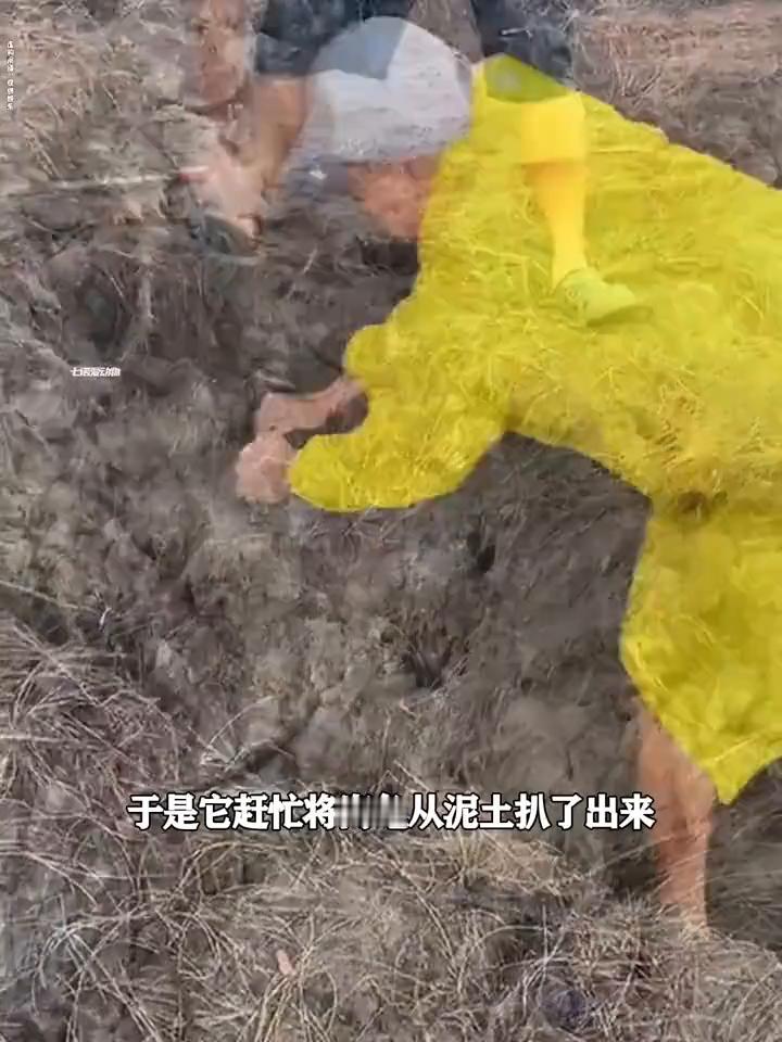 注意看，一只300多岁的老海龟为了挖洞产卵竟把自己活生生给埋了。所幸路过的小哥及
