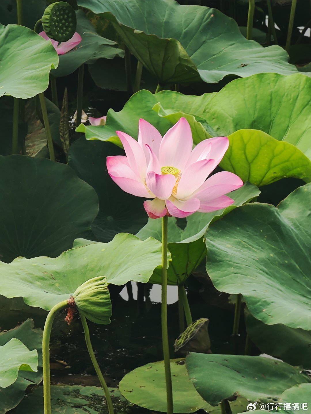 紫竹院公园夏日荷花 摄影