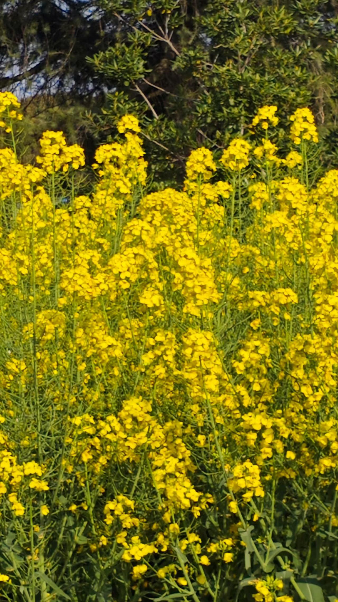 油菜花不张扬，却开得肆意又灿烂，
每一朵都攒足了阳光与朝气。
站在花海里，连心情