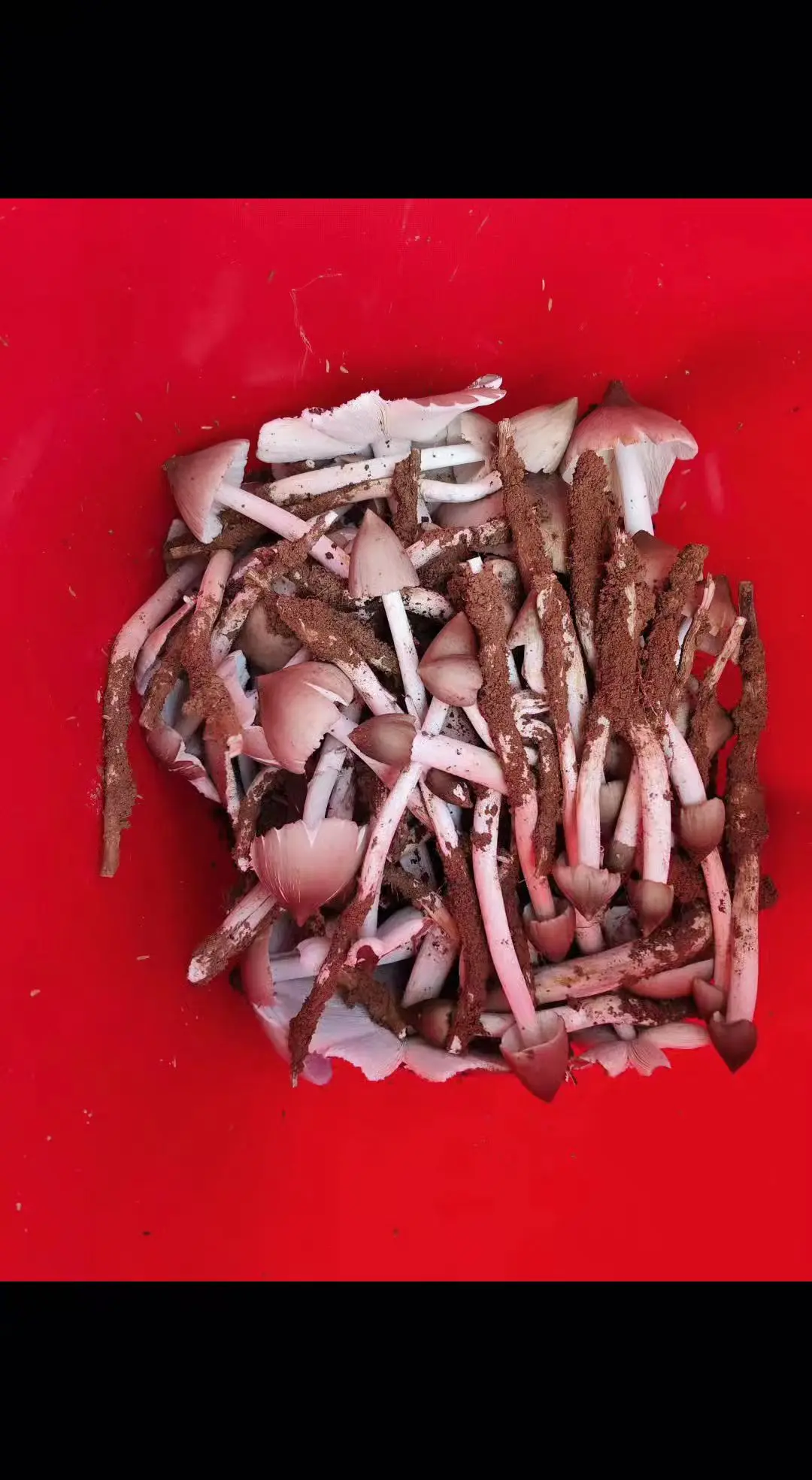 纯天然绿色食品 大自然的馈赠 鸡纵菌 快来一起尝个鲜 菌子的季节