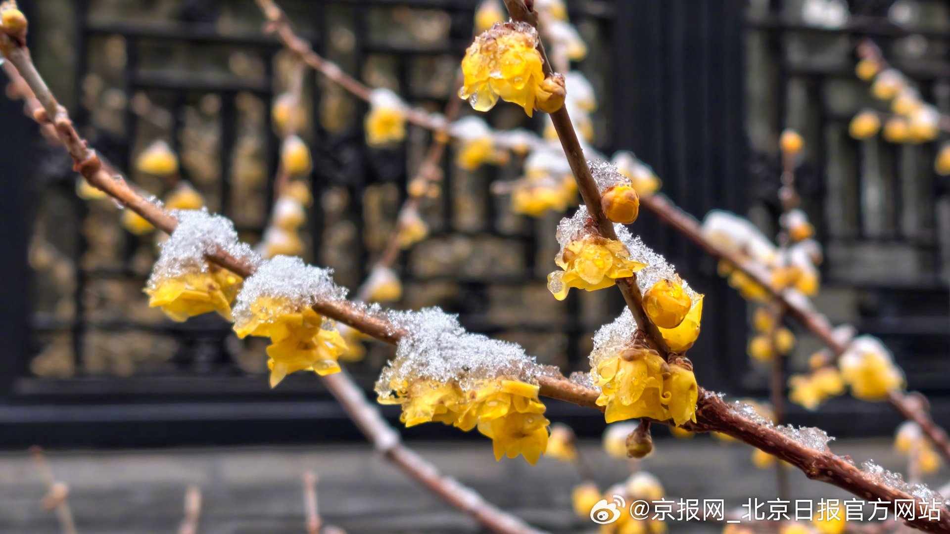 【#雪后颐和园主打一个意境美#】#颐和园雪映蜡梅暗香浮动# 马年首场春雪，降落颐