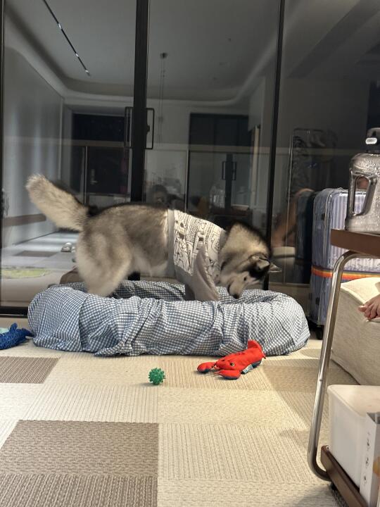 你要玩吗？不玩的话我就睡了哦