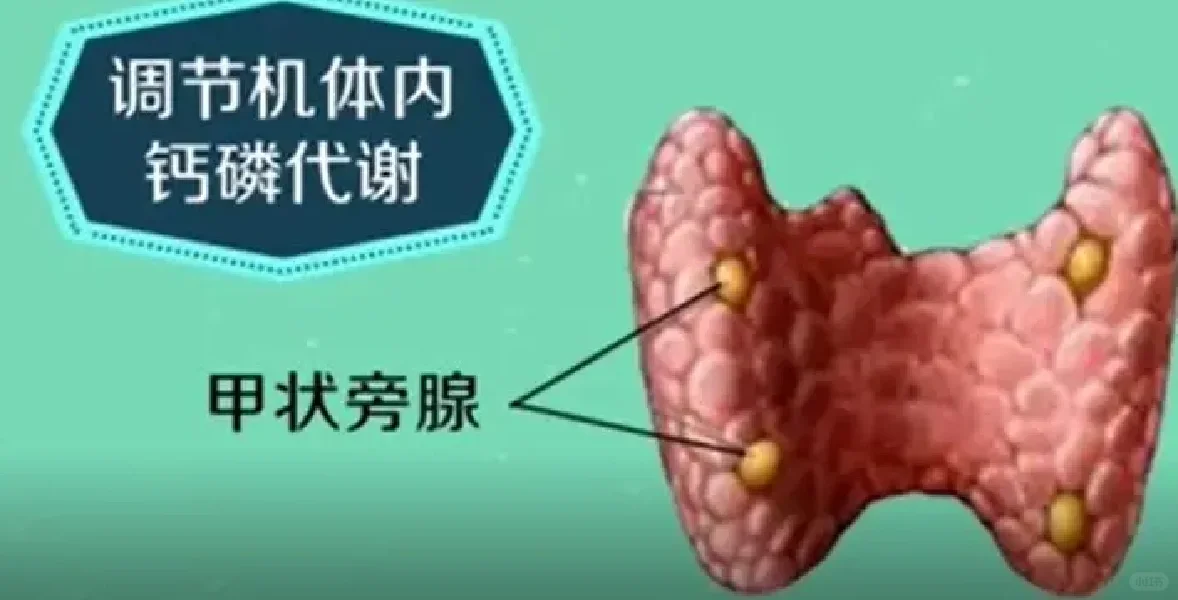 甲状旁腺高频超声 检查知多少！