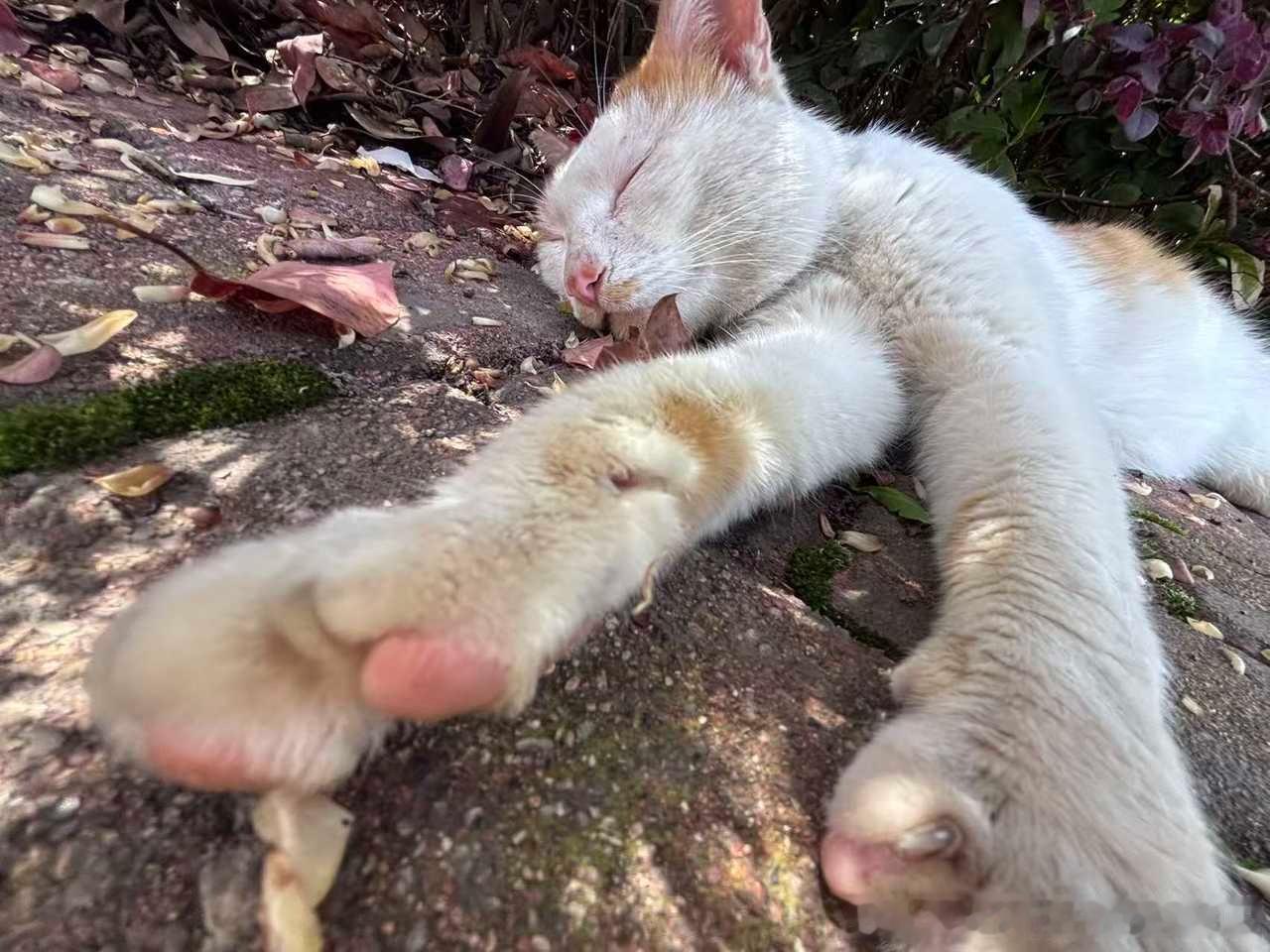 49033【丑猫】是咪咪的睡姿粉