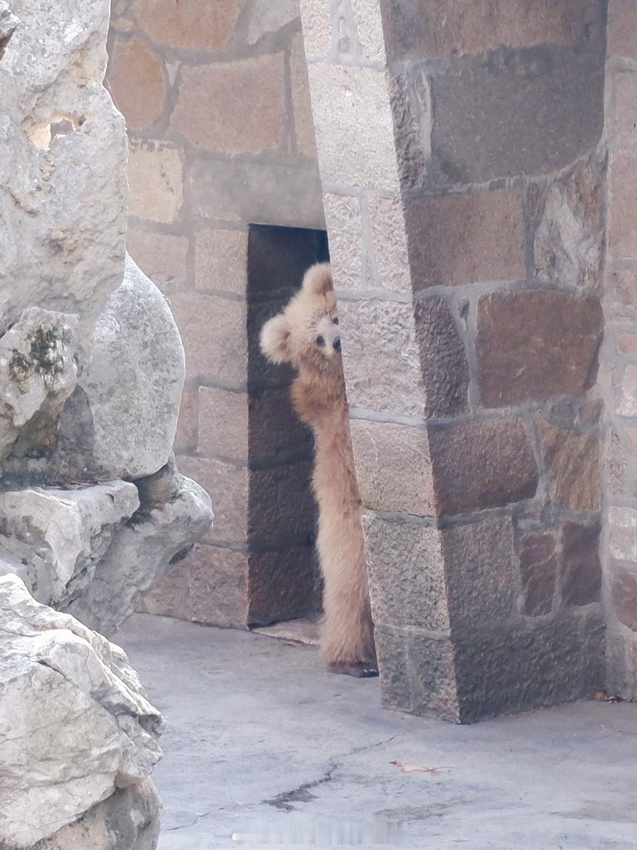 军军是人扮的实锤[开学季] 上海动物园[超话]  