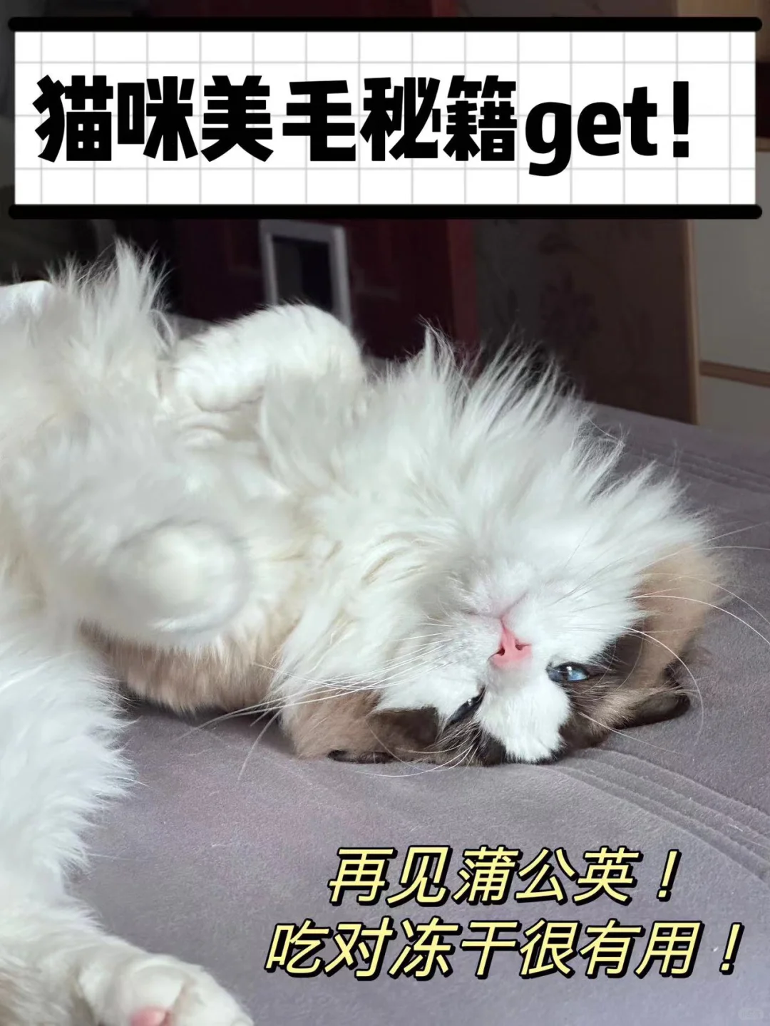 🐱✨吃出靓丽毛发！冻干美毛攻略大公开