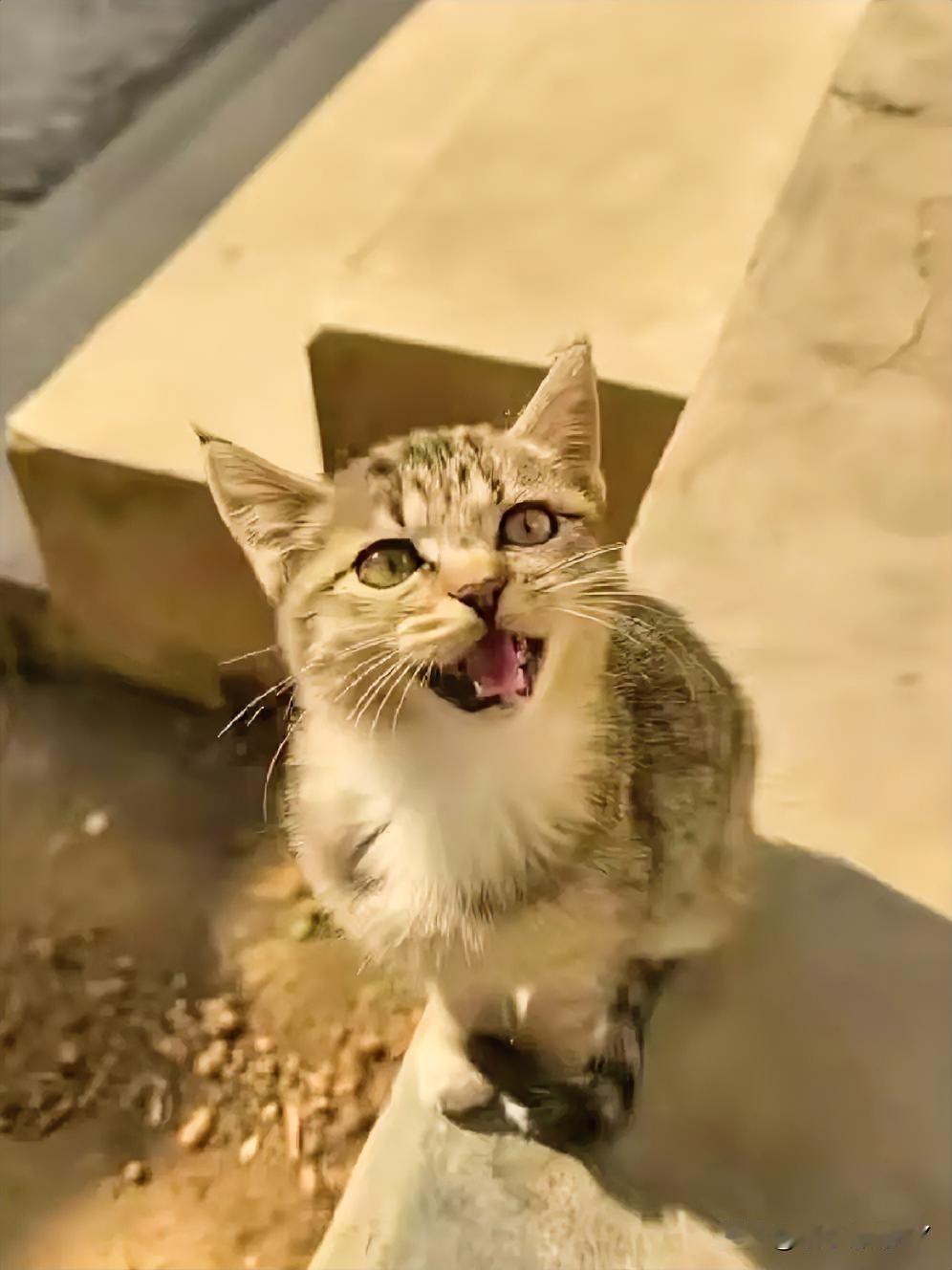 院子的台阶上，蹲着一只狸花猫，活脱脱一个“小话唠”！它就跟个小喇叭似的，嘴巴不停