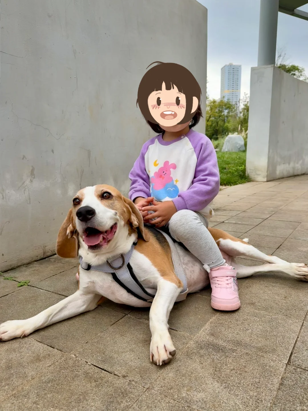比噶犬是最好的宝宝玩伴！