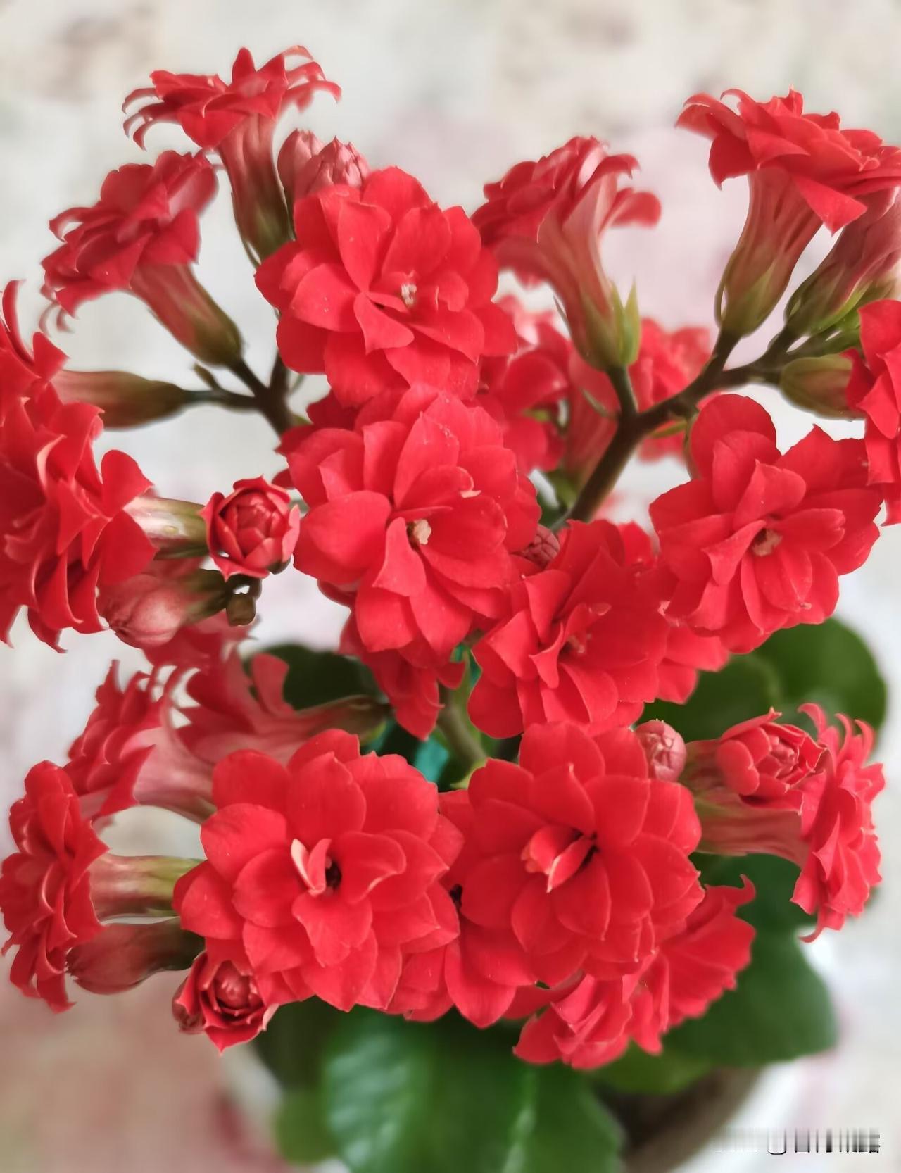 世间的花花草草是最治愈人心的，拍的是花，收获的是好心情，只要有花可拍，生活就会像