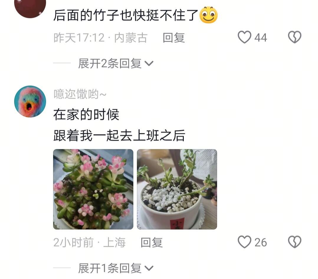 当我把压力说给办公室的花听 
