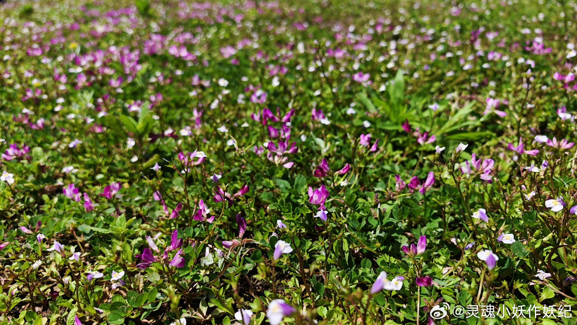 四明山的樱花太美了！！！放假就要出来玩儿！ 