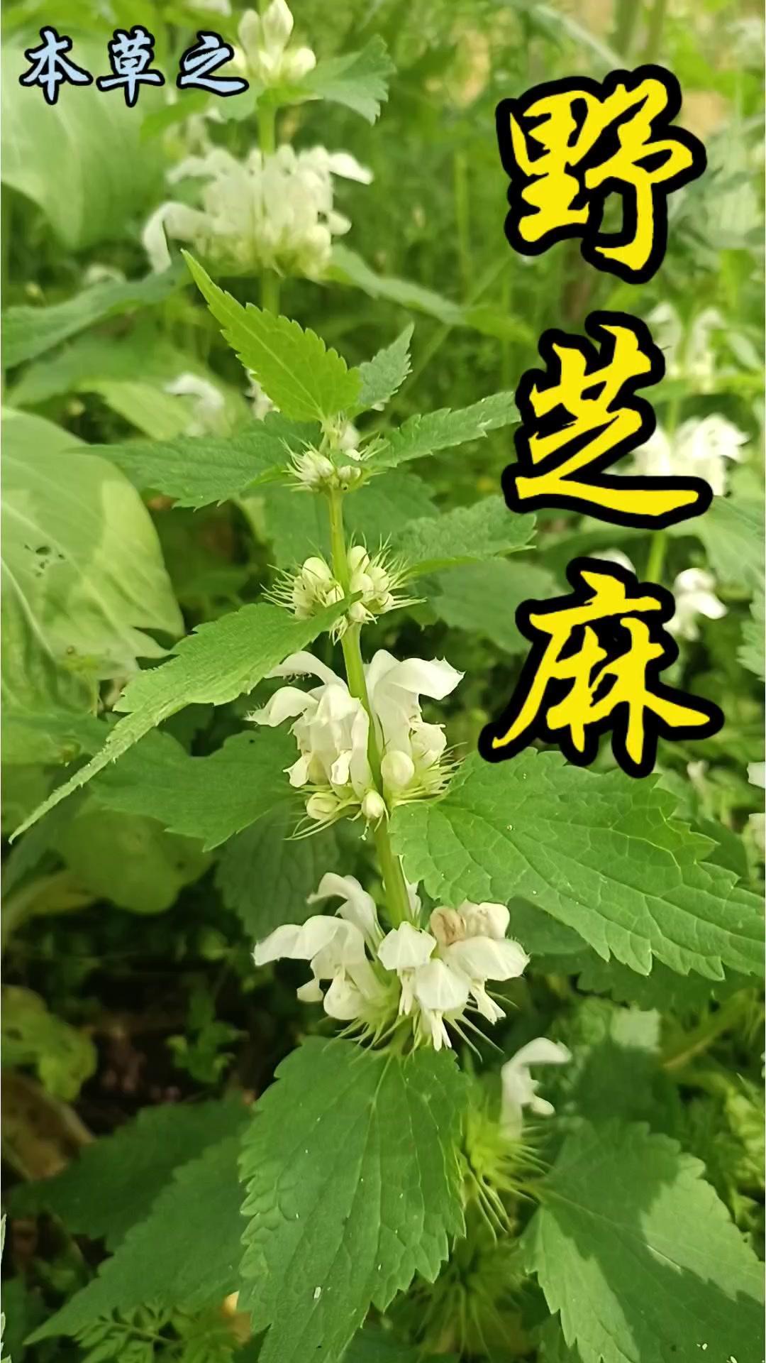 1️⃣名字由来：听起来和种植芝麻有关？其实野生芝麻和种地的芝麻没啥血缘关系。最有