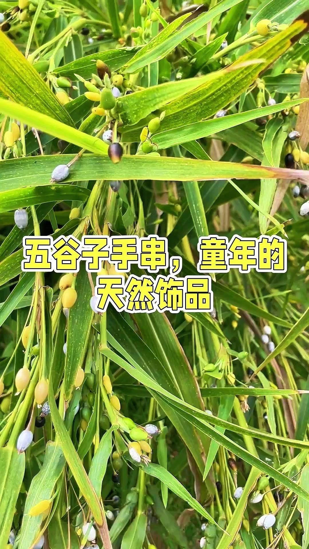 🌾小时候玩的手串原来叫这个！我们这叫五谷子，其实学名是薏米。它天然带孔，质地又