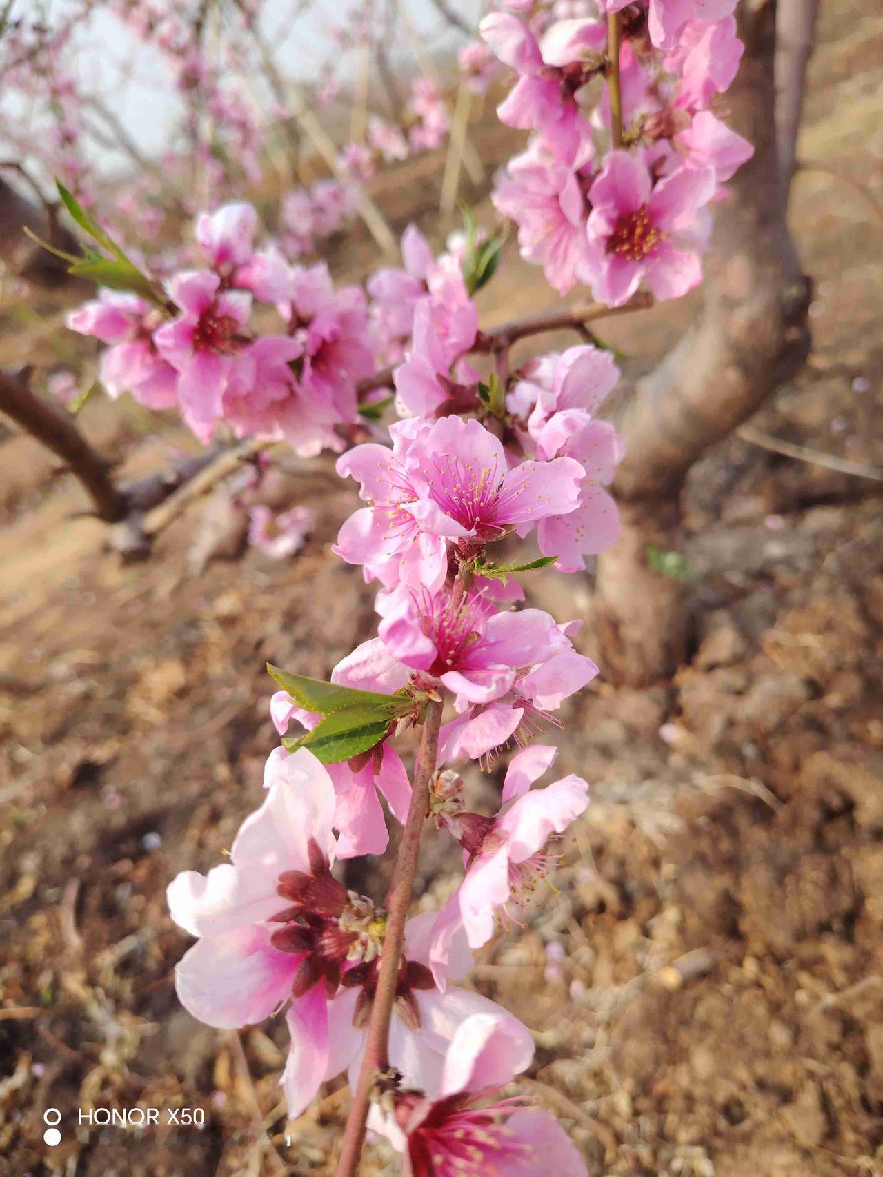 我的今日状态：😁轻松愉快
我这里的天气：🍂微风