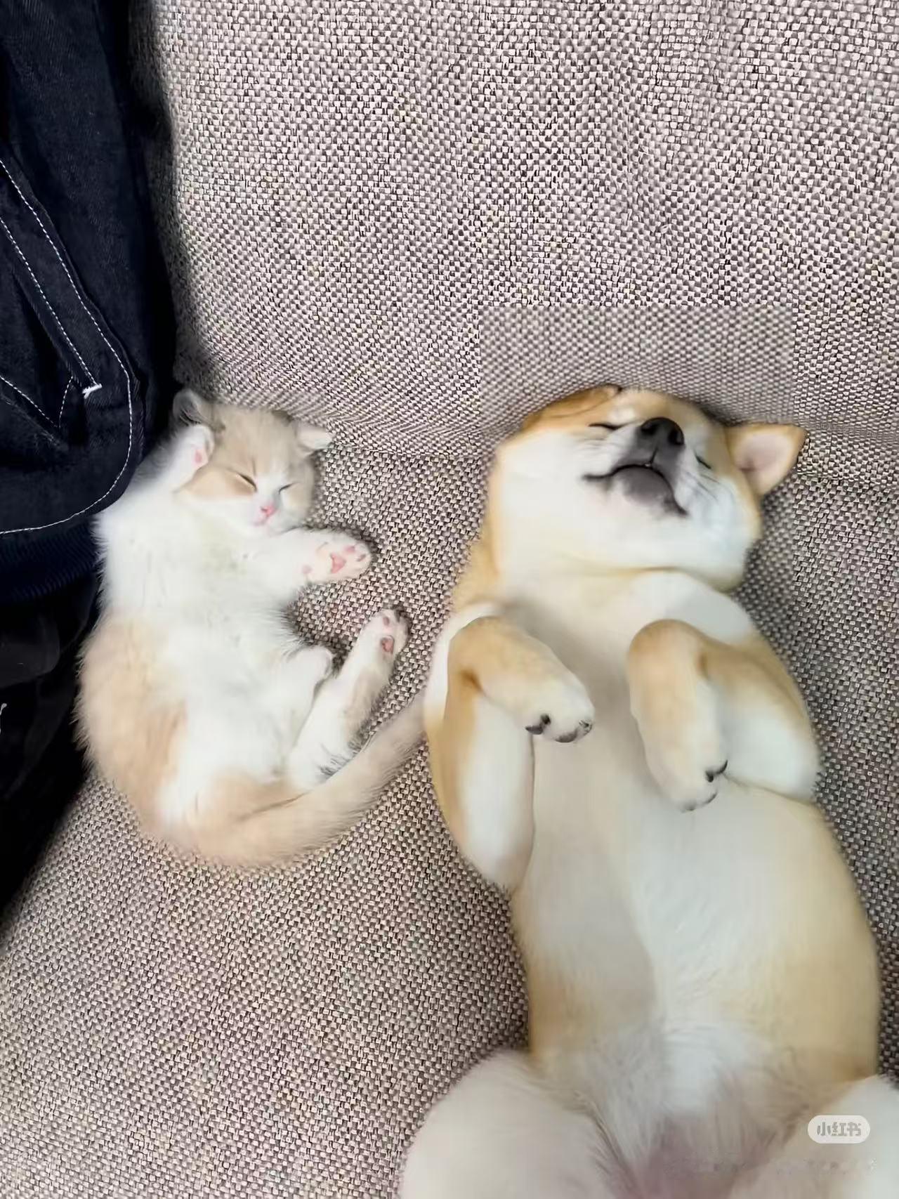 谁教你们这样寄养的 可可爱爱的猫猫狗狗你们舍得寄养吗 