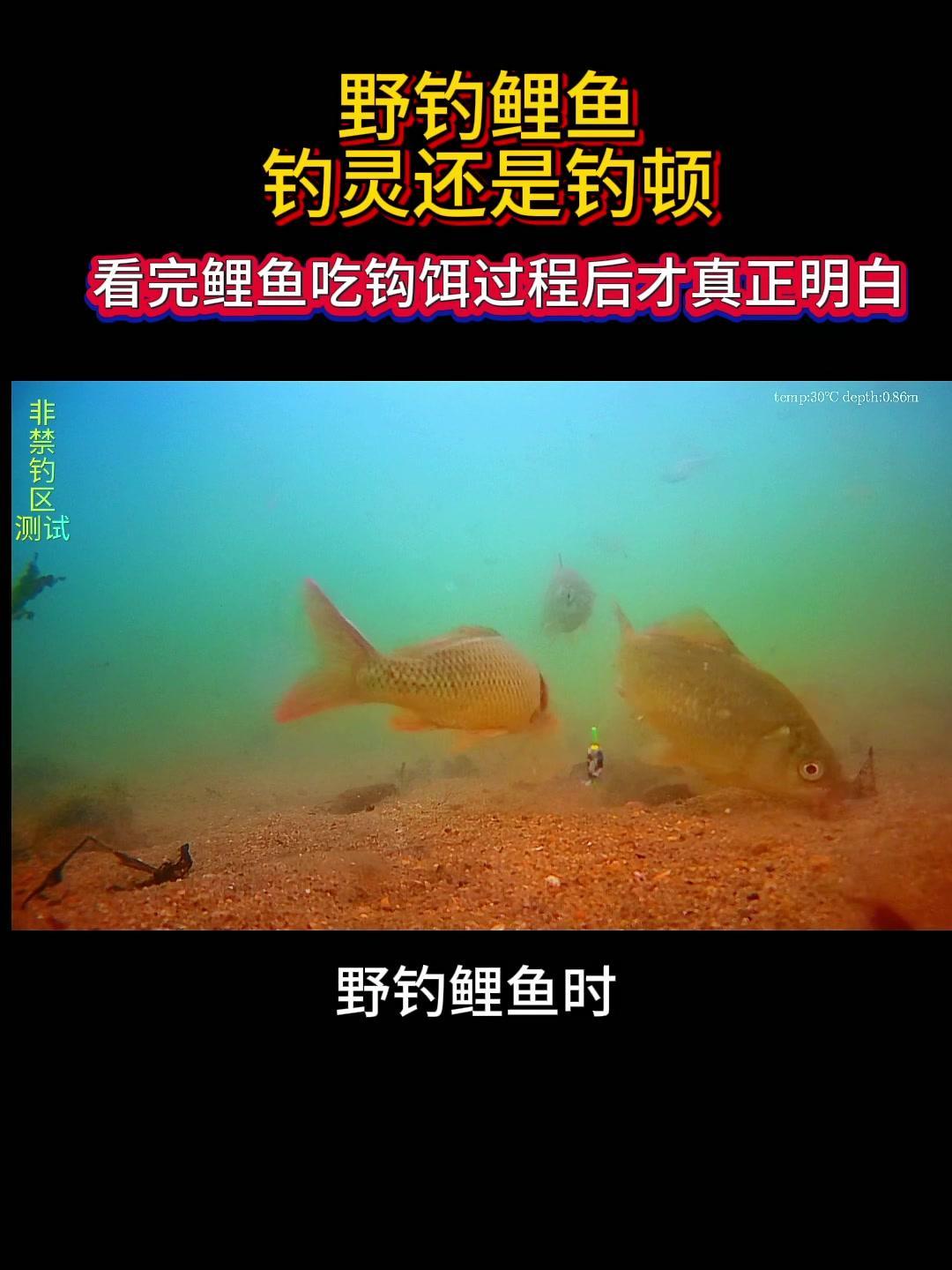 🎣野钓鲤鱼是钓鲢好还是钓顿好？✨看完鲤鱼吃钩全过程，你才能真正明白野钓鲤鱼时，