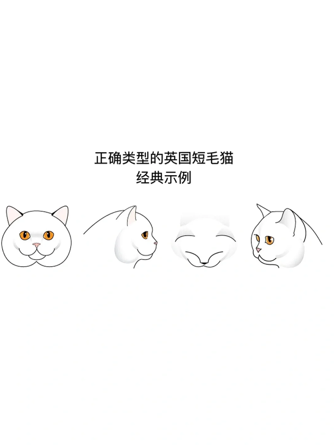 新手养猫之了解英短英长🐱