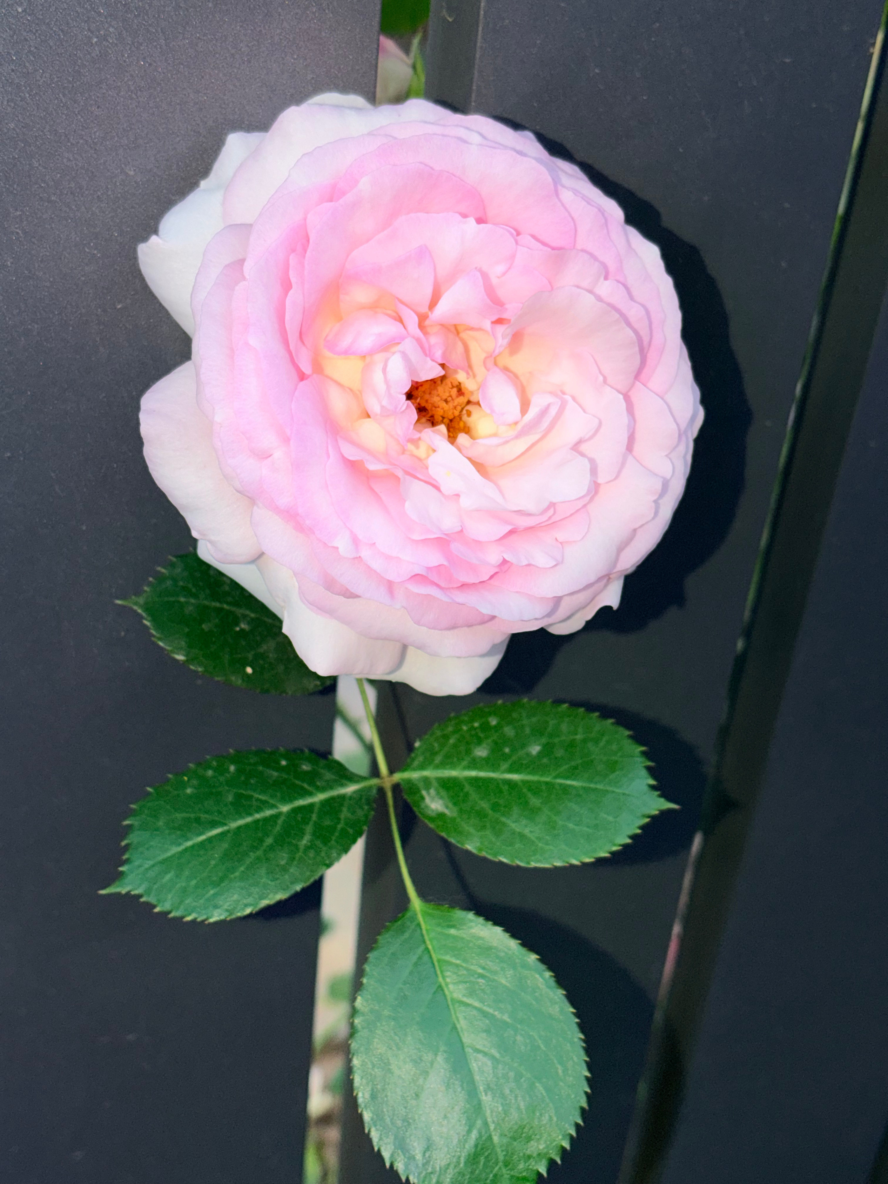 假期一出溜就过完了赏赏花 明天开始奋斗💪 