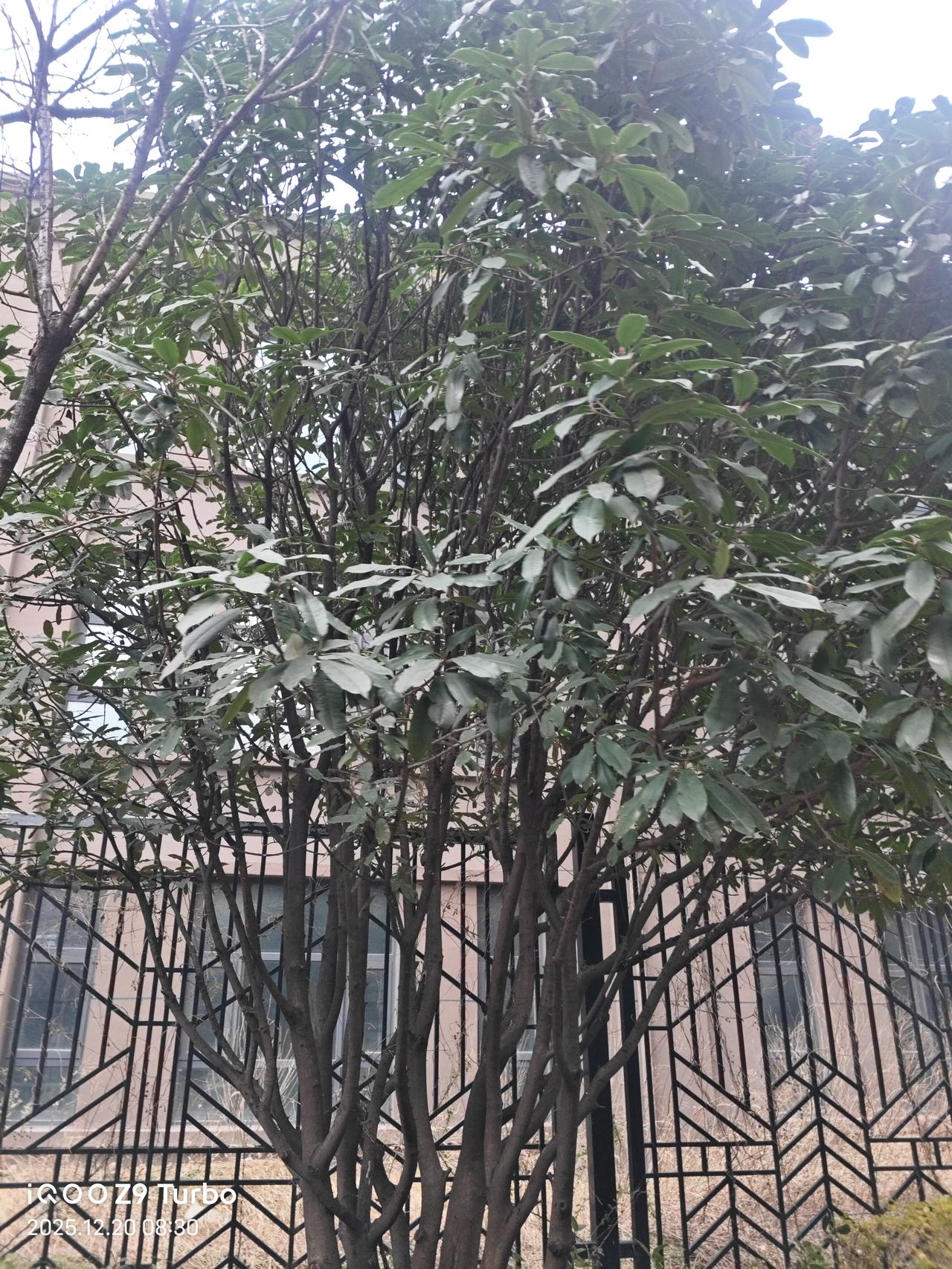 瞧这树，枝枝桠桠的，叶子绿得还挺精神。在这铁栅栏和楼房的衬托下，倒像个倔强的小卫