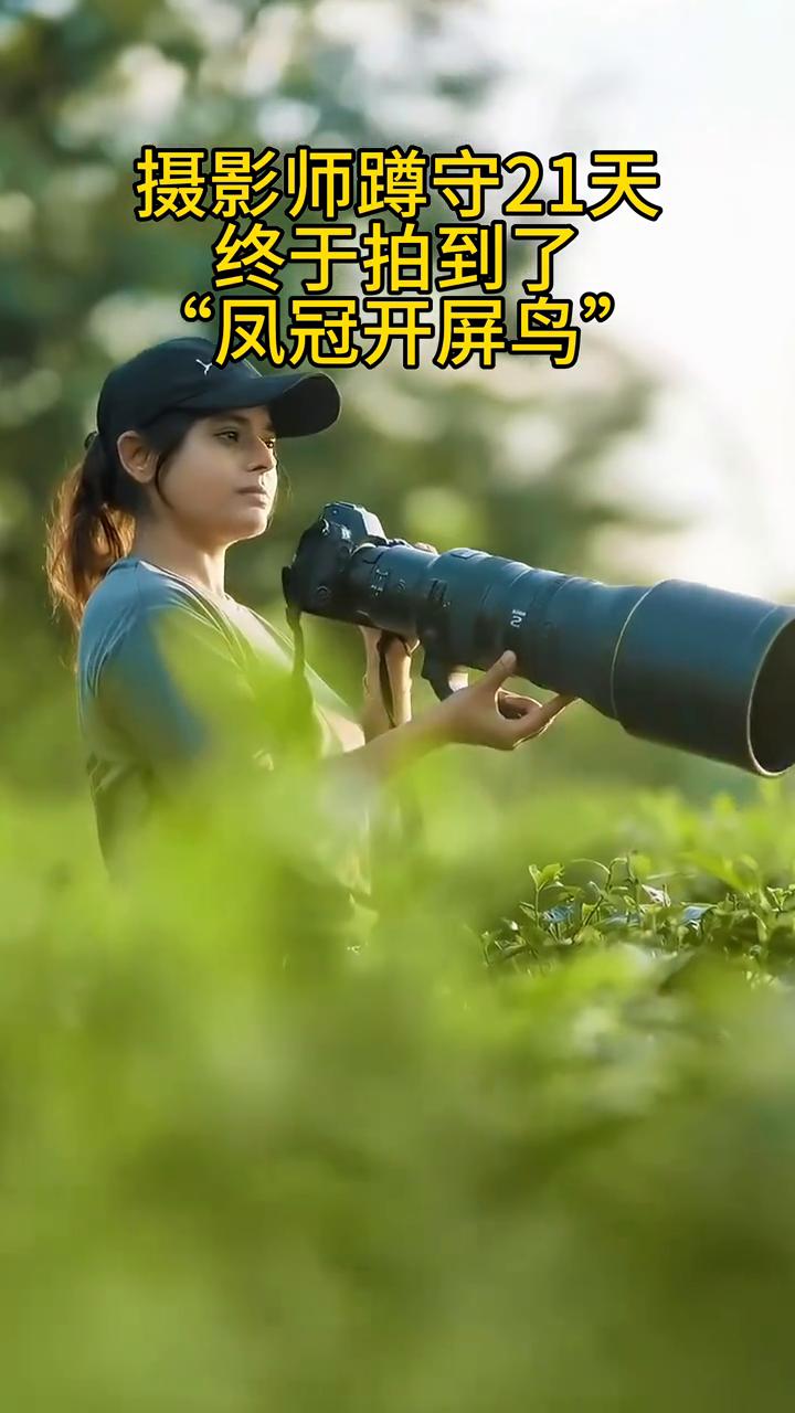 凤冠开屏鸟。
摄影师蹲守21天，终于拍到了"凤冠开屏鸟"。