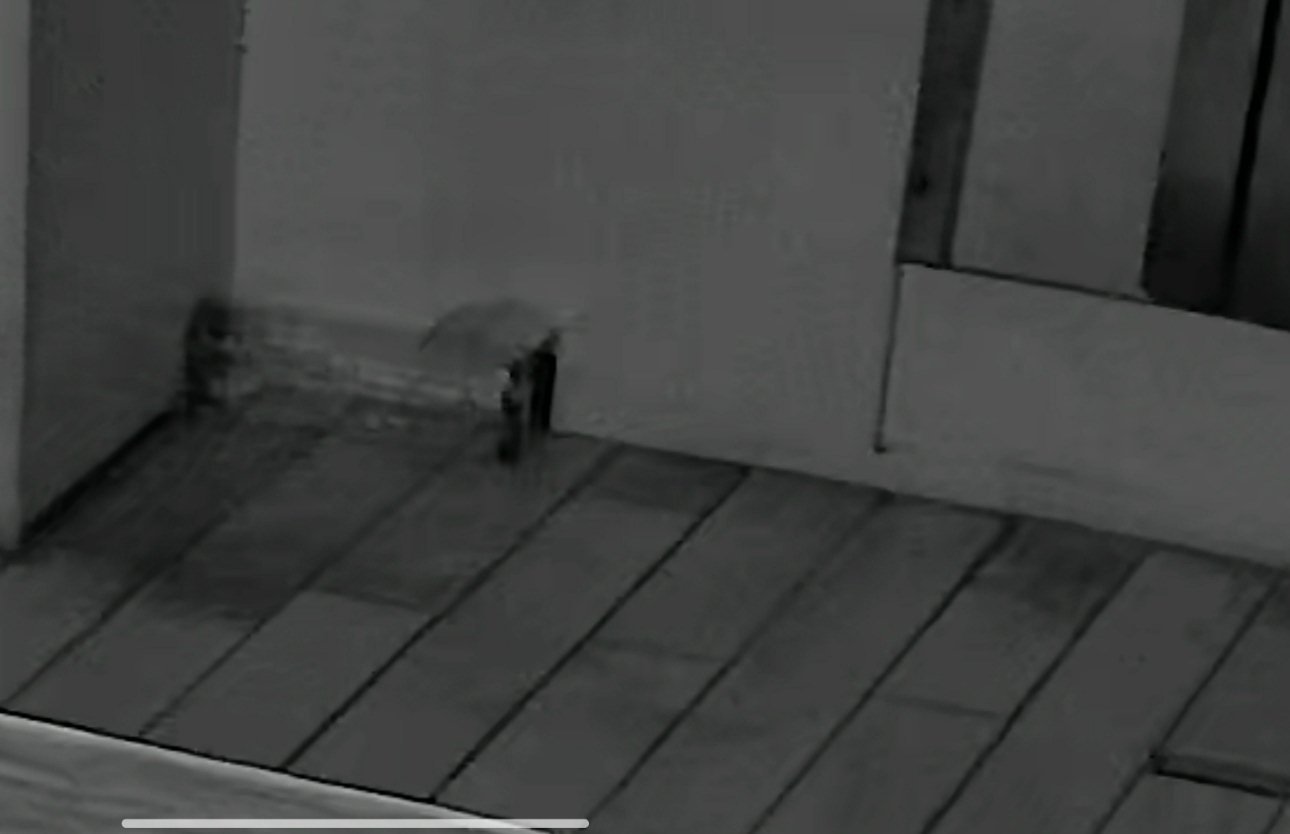 跟老鼠斗智斗勇几天，老鼠做出了一个悲壮的决定，躲在角落等死12号凌晨吃了花生米之