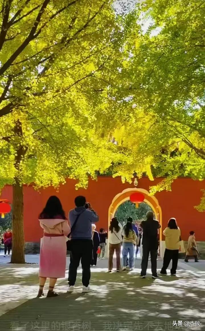 #公园秋季美景# 看到这里的银杏树，我决定一定要去北京地坛公园走一走，看一看，去