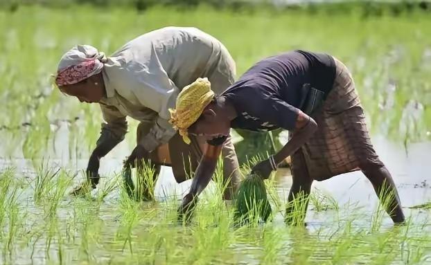 印度终于买到尿素了！全球都好奇，哪个国家这么头铁敢卖给印度，不怕赖账吗？近期国际