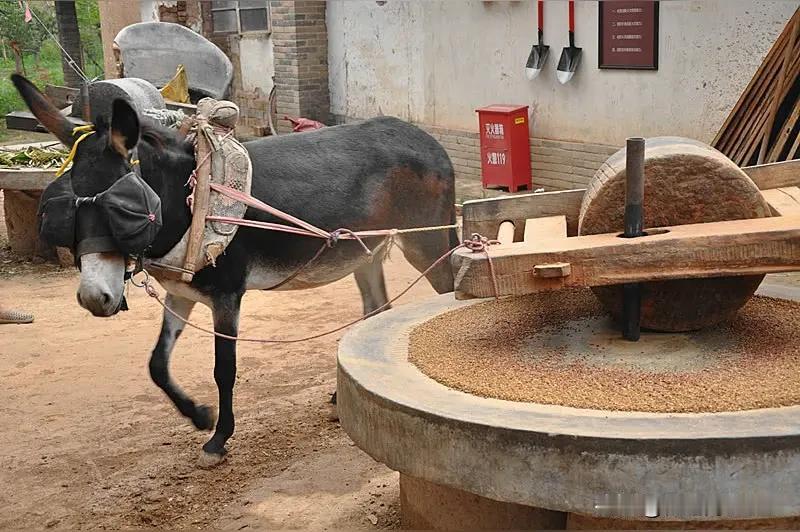人们常说“驴脾气”，说的就是公驴性子犟，难以使唤。要是把公驴骟了，再加以调教，它