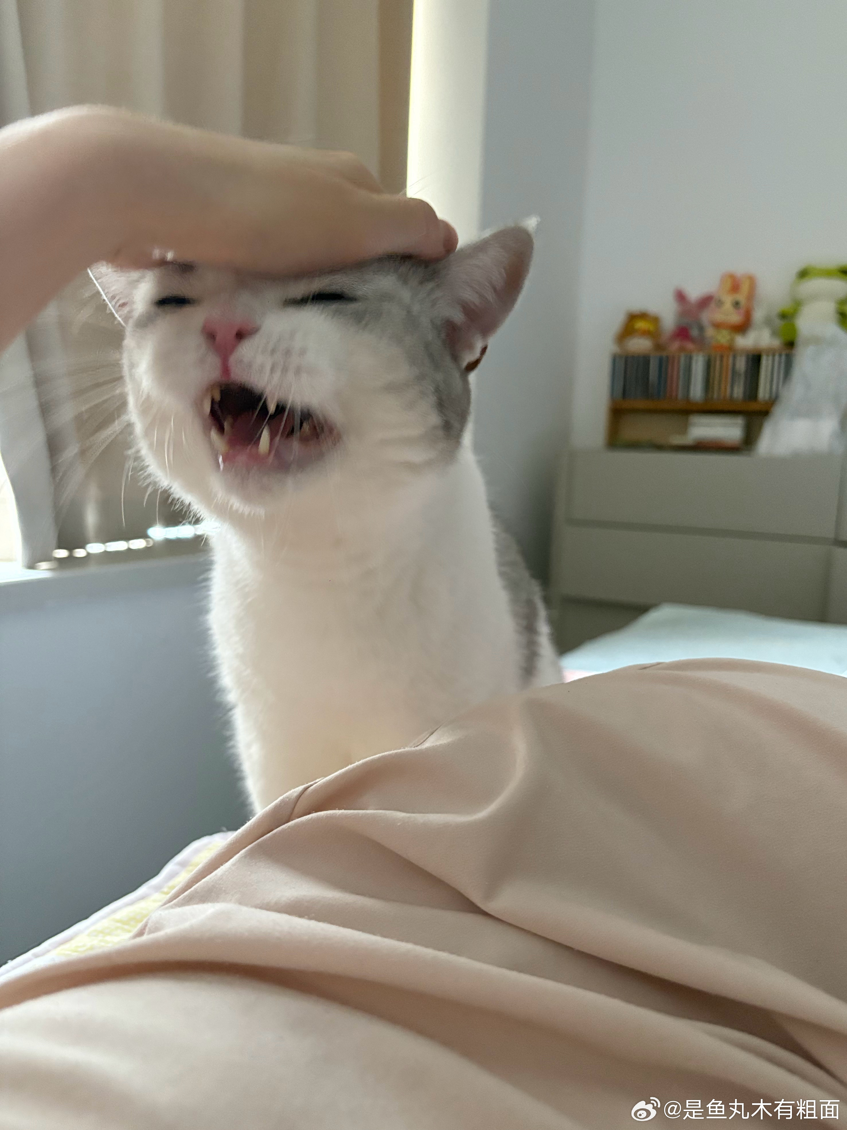 饿了，来讨饭，可是现在才四点半 