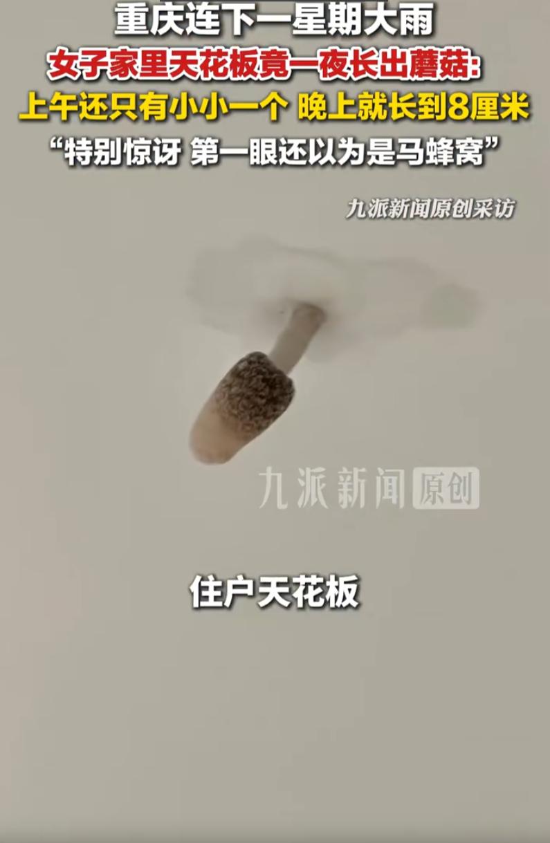 万万没想到！重庆，连下一星期大雨后，女子突然发现自家洋房的天花板上长出了一串蘑菇