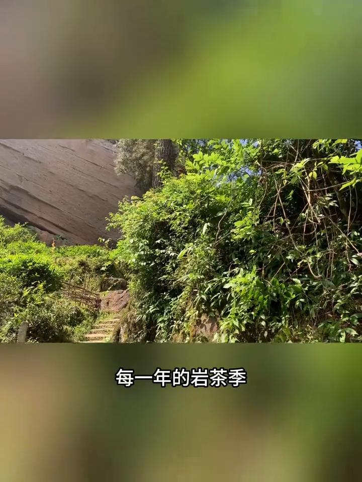 武夷岩茶新国标来了，有7大新变化。
武夷山的春天到了，掐指一算，2026年的岩茶