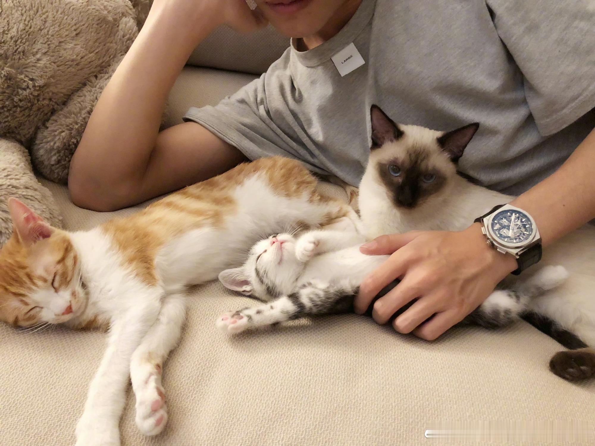 你们仨🐱 起来让我睡会儿 