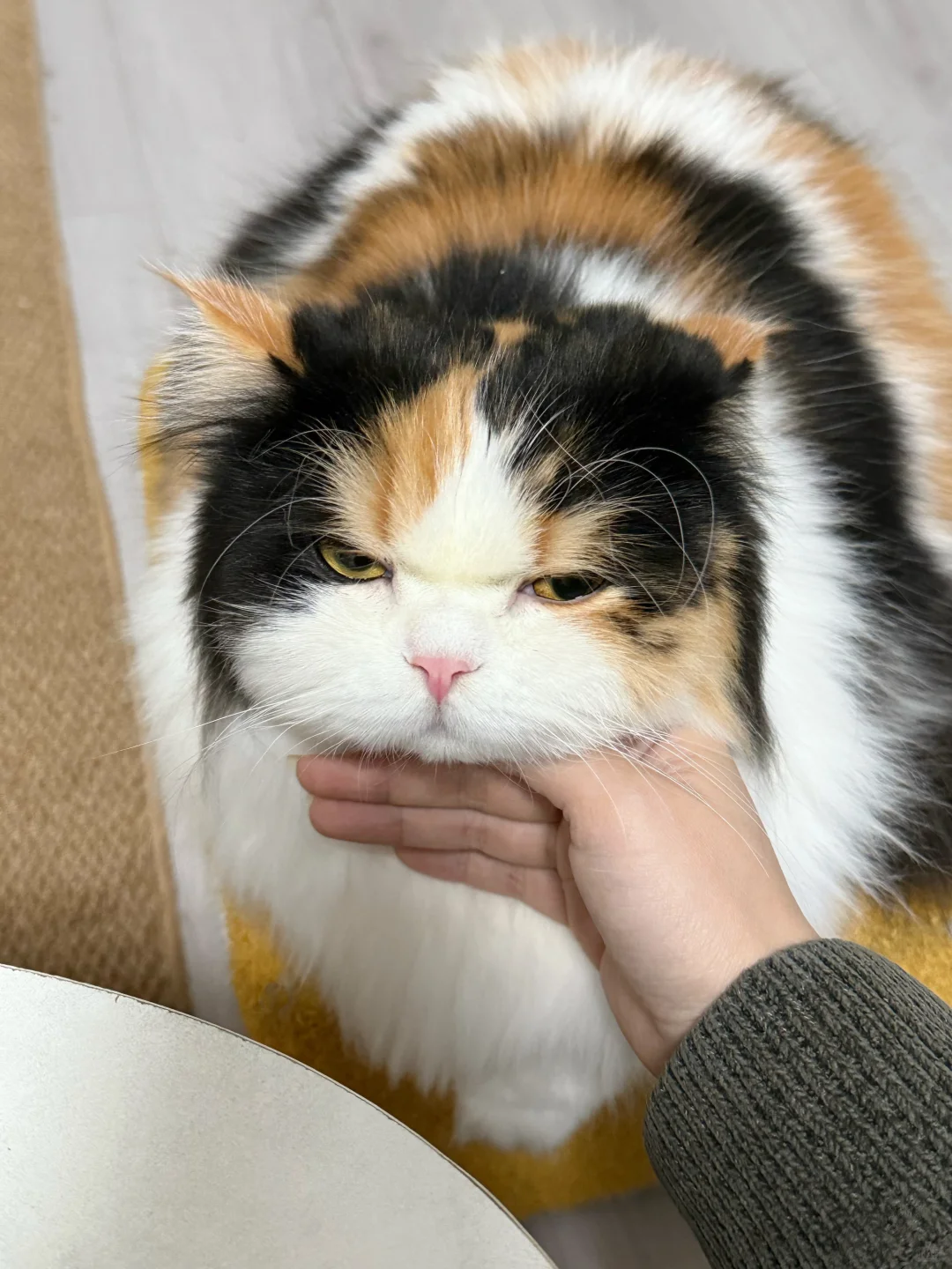 当我跟我的猫吐槽公司同事后