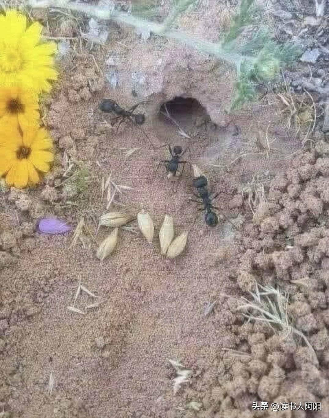 地球上，凡是现在我们能看到的生物，都是有巨大智慧的！
科学家发现，蚂蚁在收集过冬