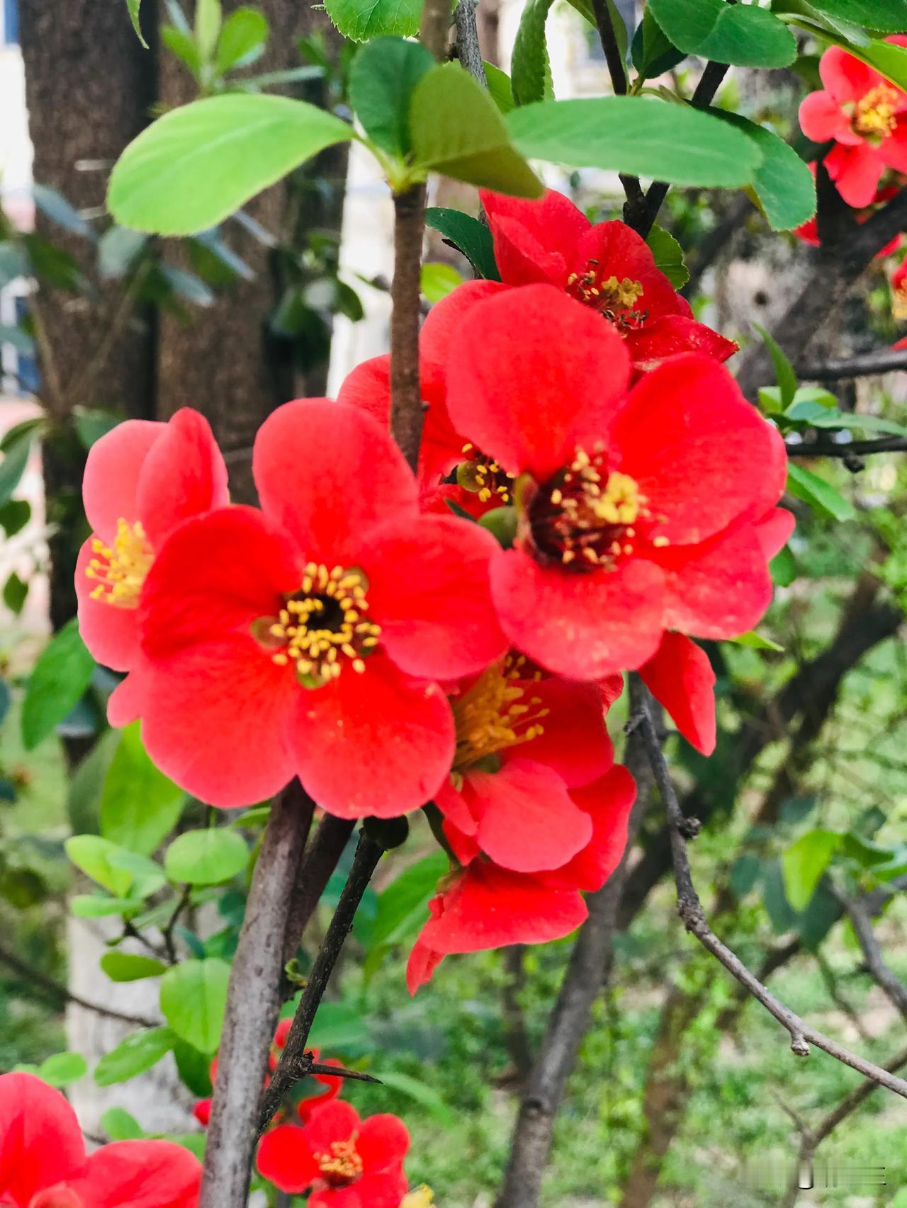 有没有漂亮的花朵图片