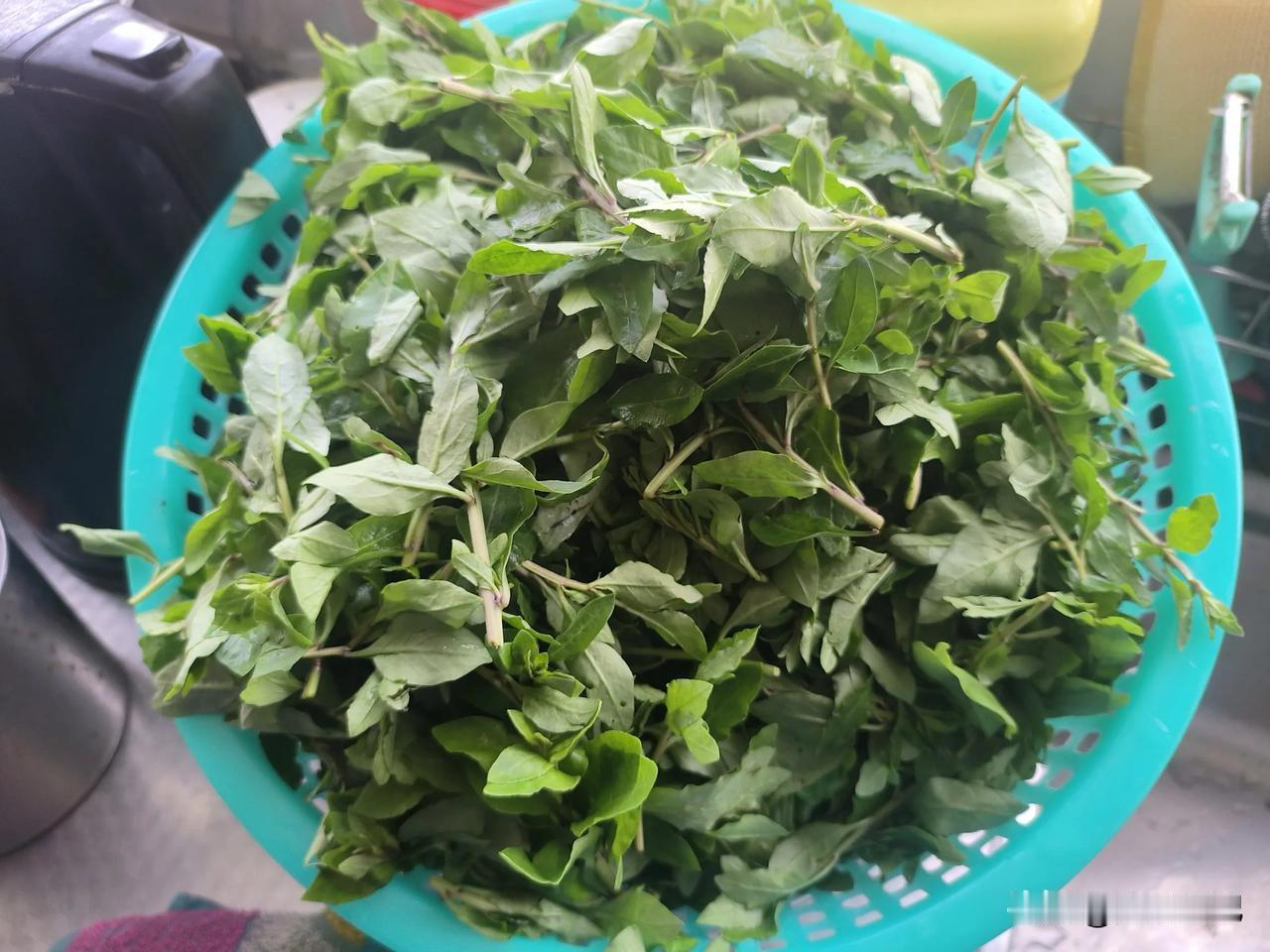 现在五月初还能买到尾季的枸杞头，虽然价格不菲，12块钱一斤，还没早春那么嫩，但清