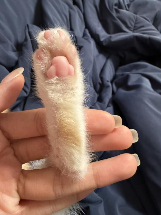 拒绝伤害，但这不比核桃玉米啥的好盘