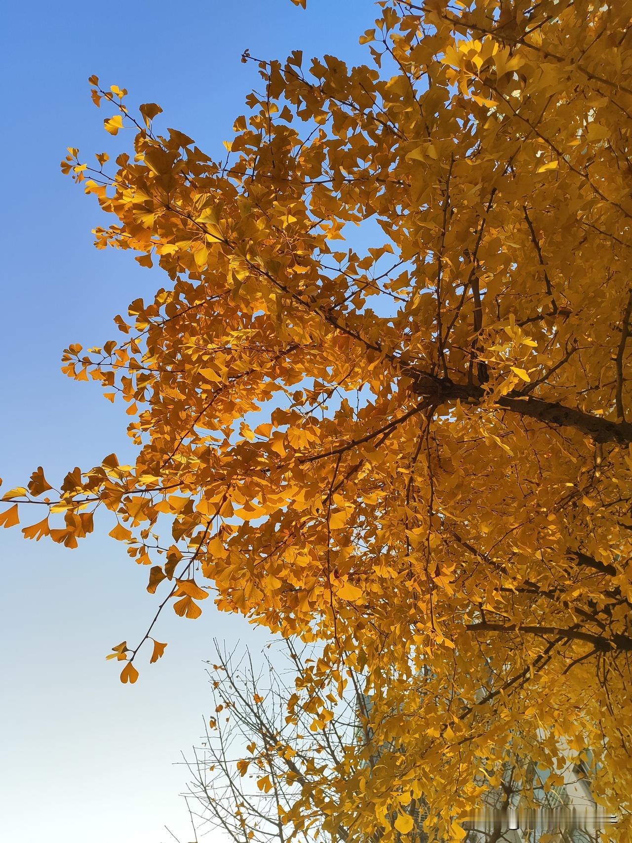 看看这金黄的银杏，简直是冬日里的绝美画卷！
昨天刮风了，风轻轻吹落银杏叶的时候，