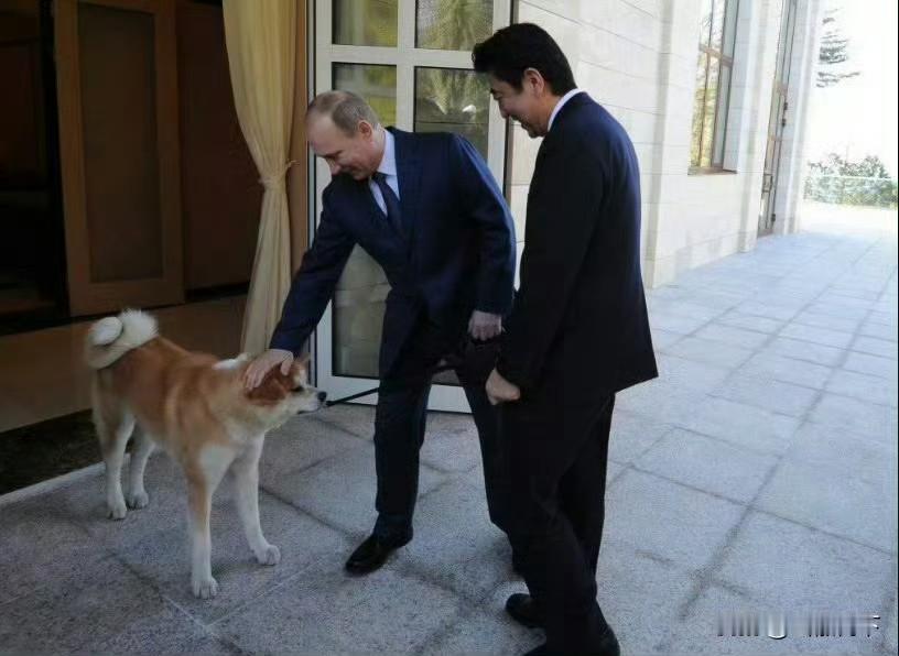 2012年日本送给普京一条秋田犬，普京亲自为它取名为“梦”，获赠“梦”的第二年，