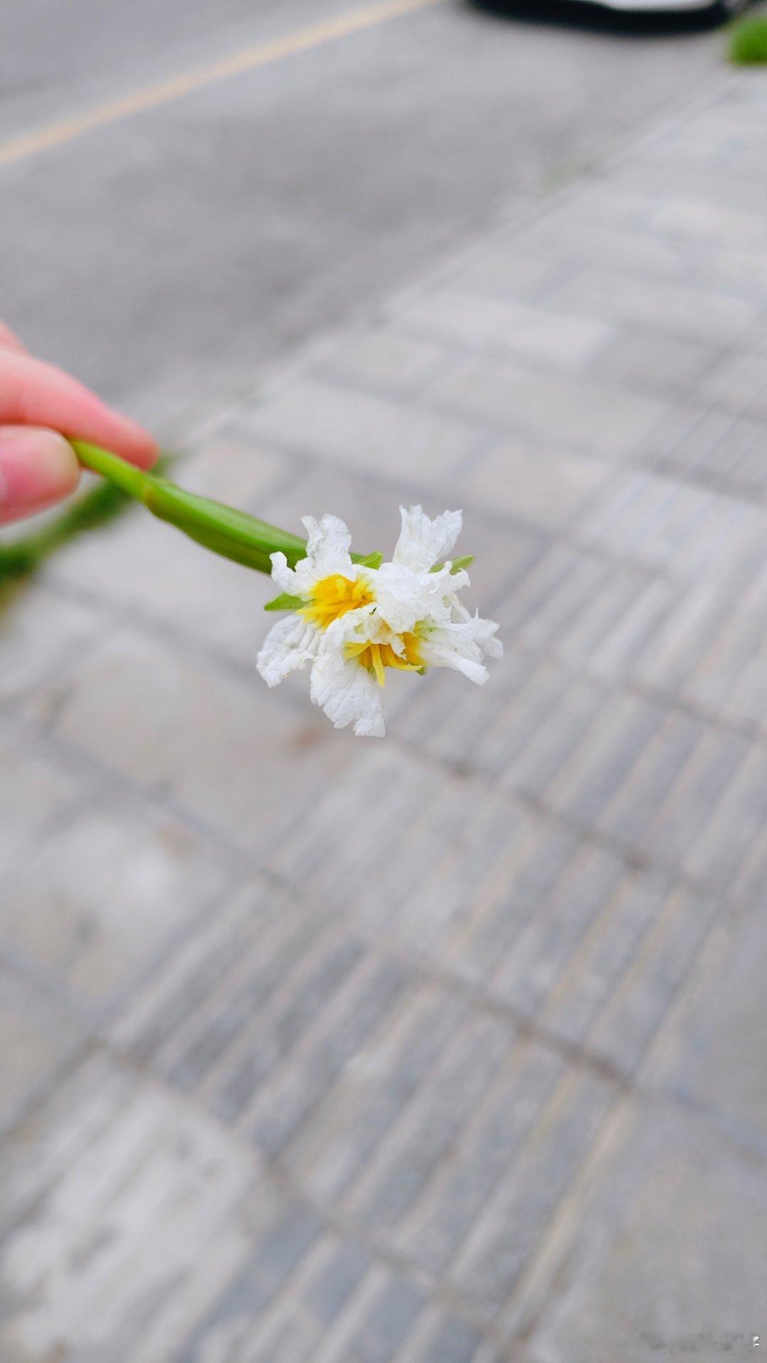 知道这是什么花吗？这就是传闻中的水性杨花。 