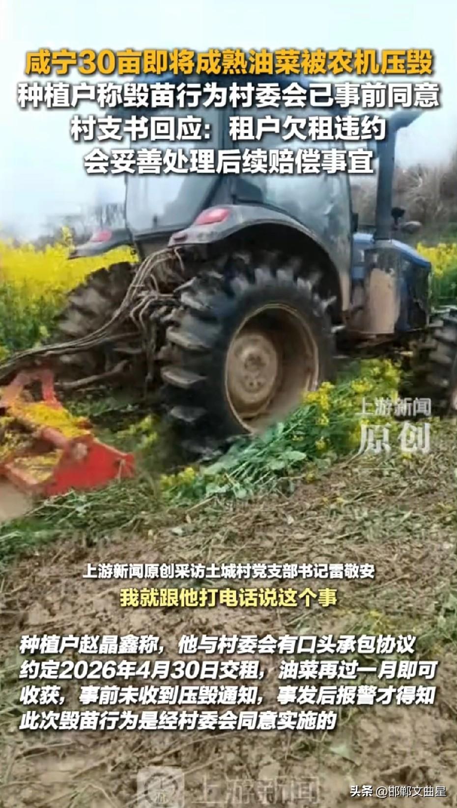 太心疼了！30亩即将成熟油菜被农机直接压毁，农民半年心血全白费
 
近日，湖北咸