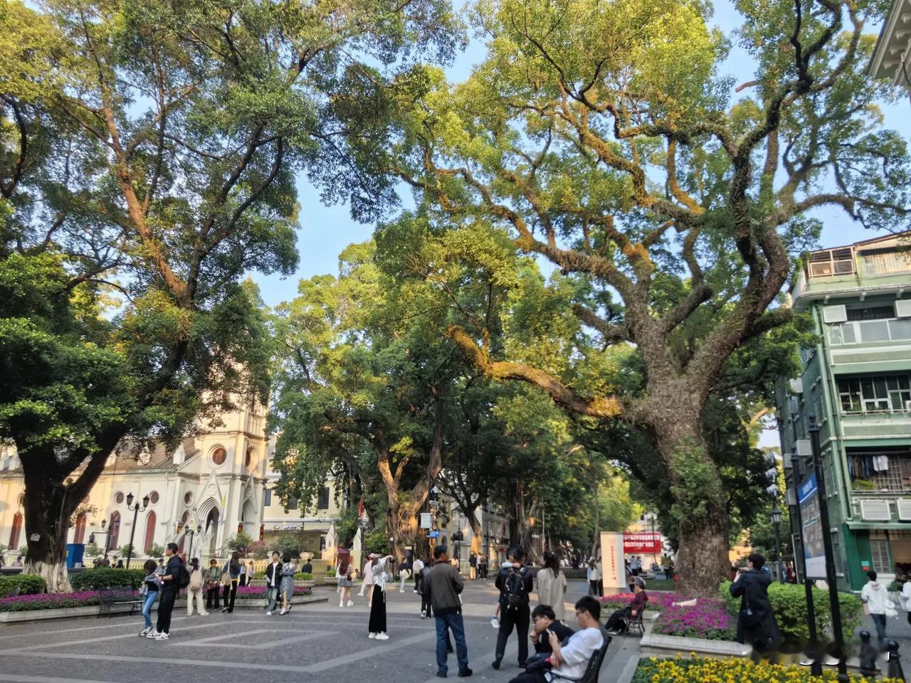 广州沙面公园沿途古树繁多，郁郁葱葱而高耸，千姿百态，强壮有力量。（原创图片首发分