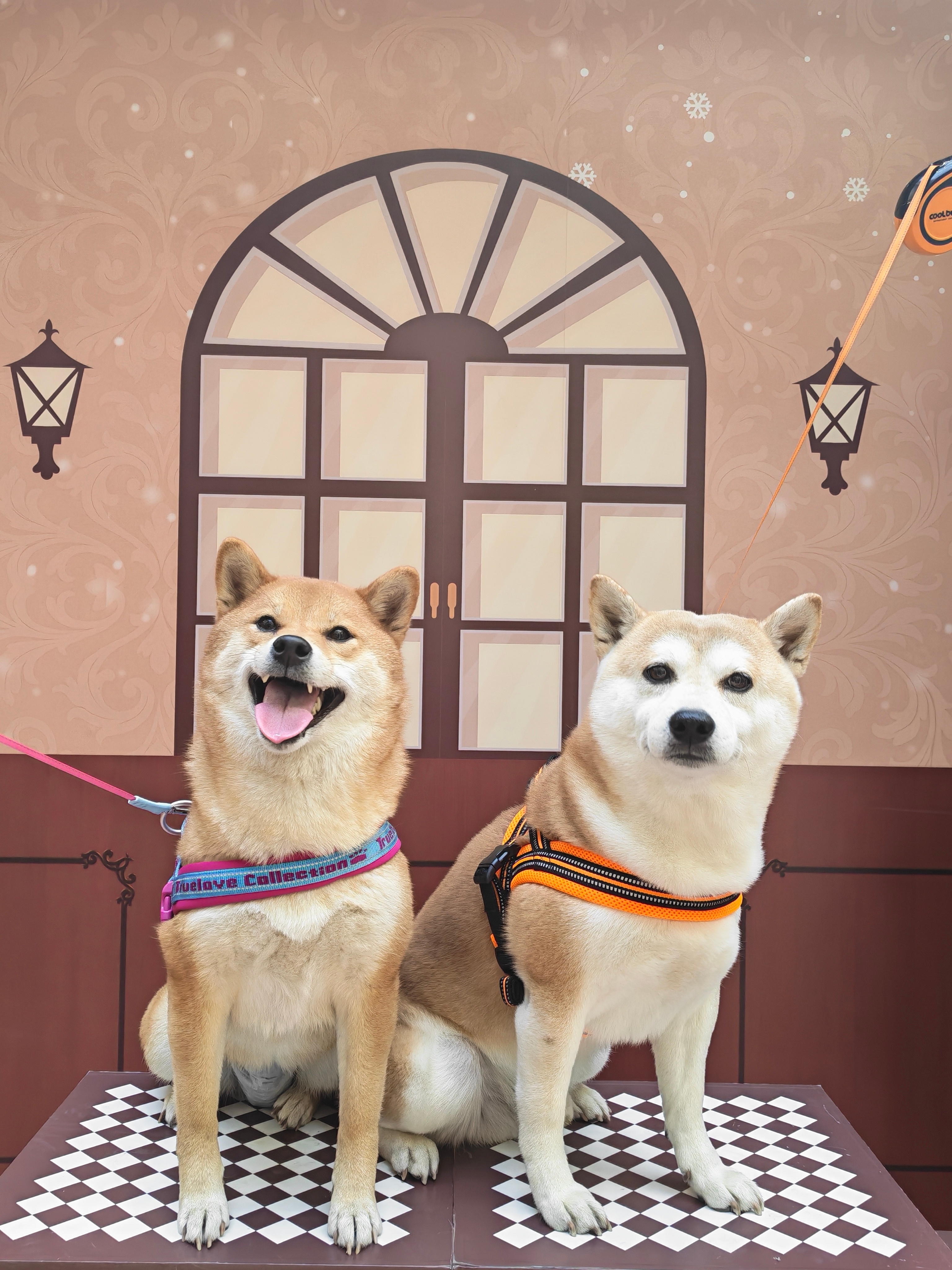 阴天带猫参加路演，担心光线暗拍不出蓬松毛感？荣耀500 Pro的HDR算法自动提