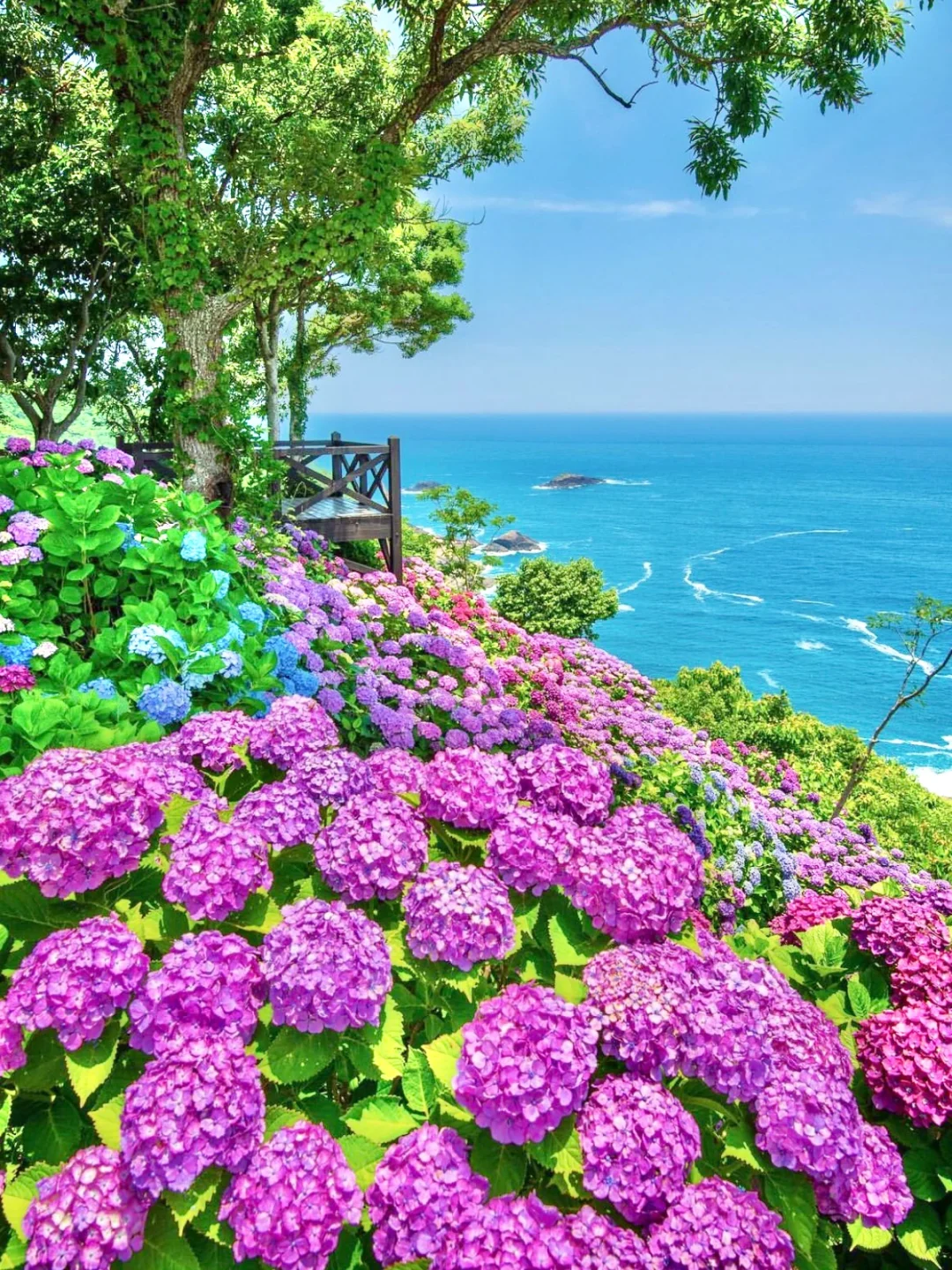 日本绣球季💐请收藏这两个超美小众赏花地！